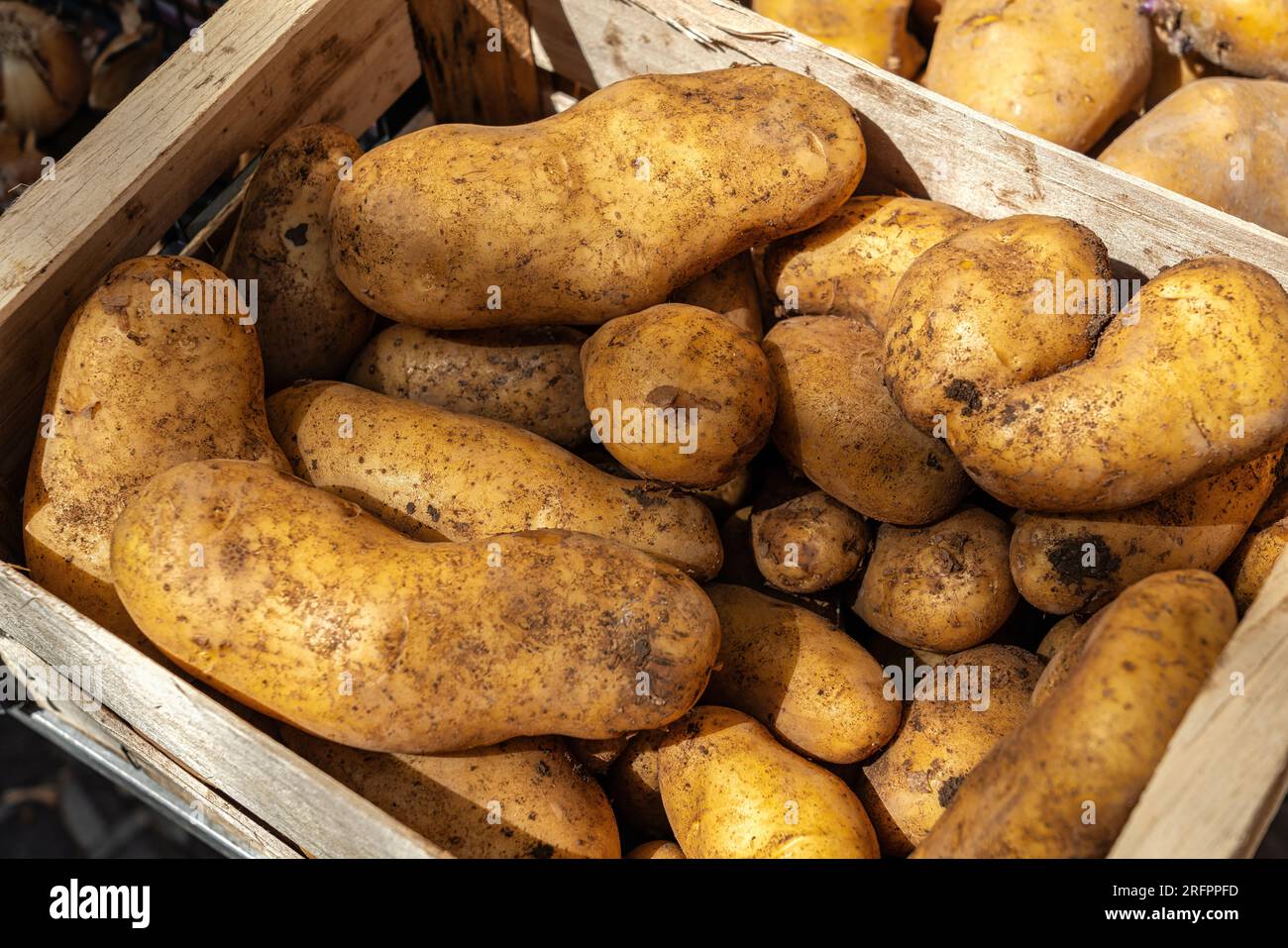 Cassa di legno piena di patate ancora sporche, vista dall'alto al mercato agricolo Foto Stock