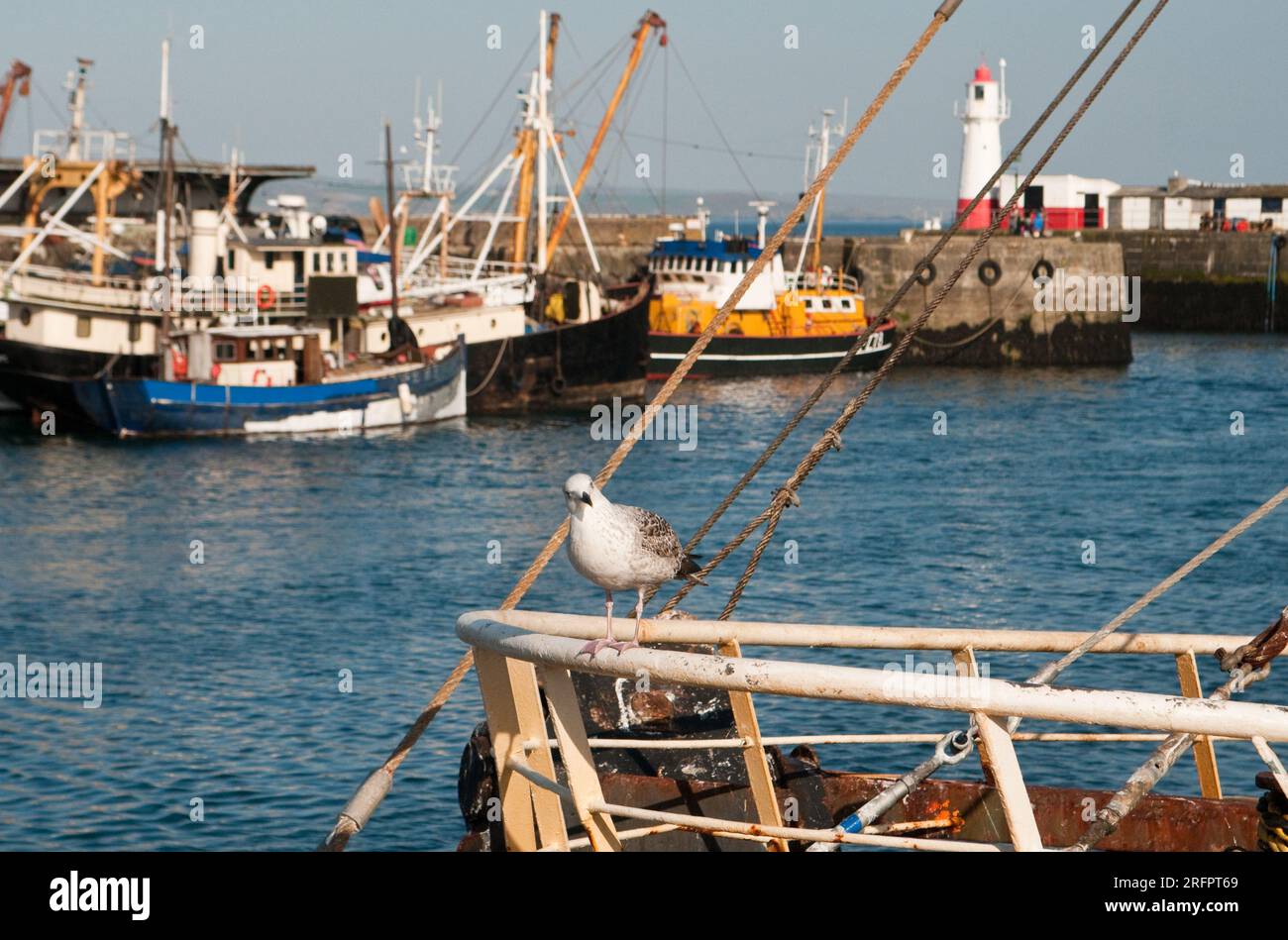 Newlyn Harbour Cornovaglia con un curioso giovane gabbiano delle aringhe proprio accanto a Penzance Foto Stock