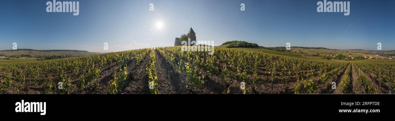 Vigneto a Champagne-Ardenne - Paysage de vignoble de Champagne Ardenne, Francia - Foto Stock