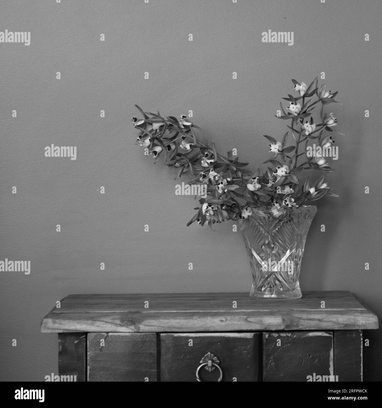 Fiori freschi per interni, natura morta, orchidee di Cymbidium, in bianco e nero Foto Stock