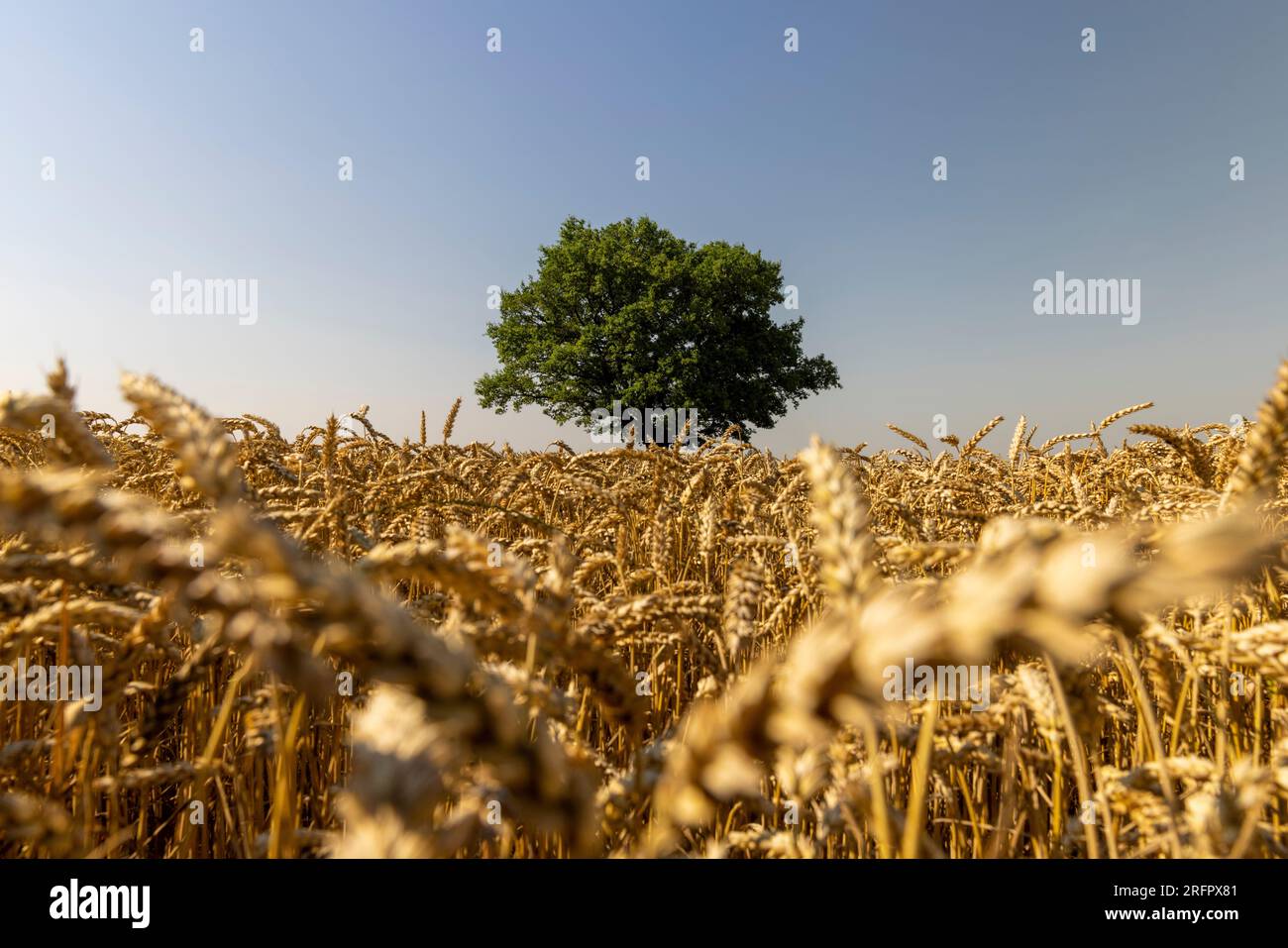 Crescere in un campo con grano, una sola quercia con fogliame verde, una quercia che cresce in un campo con cereali maturi in estate Foto Stock