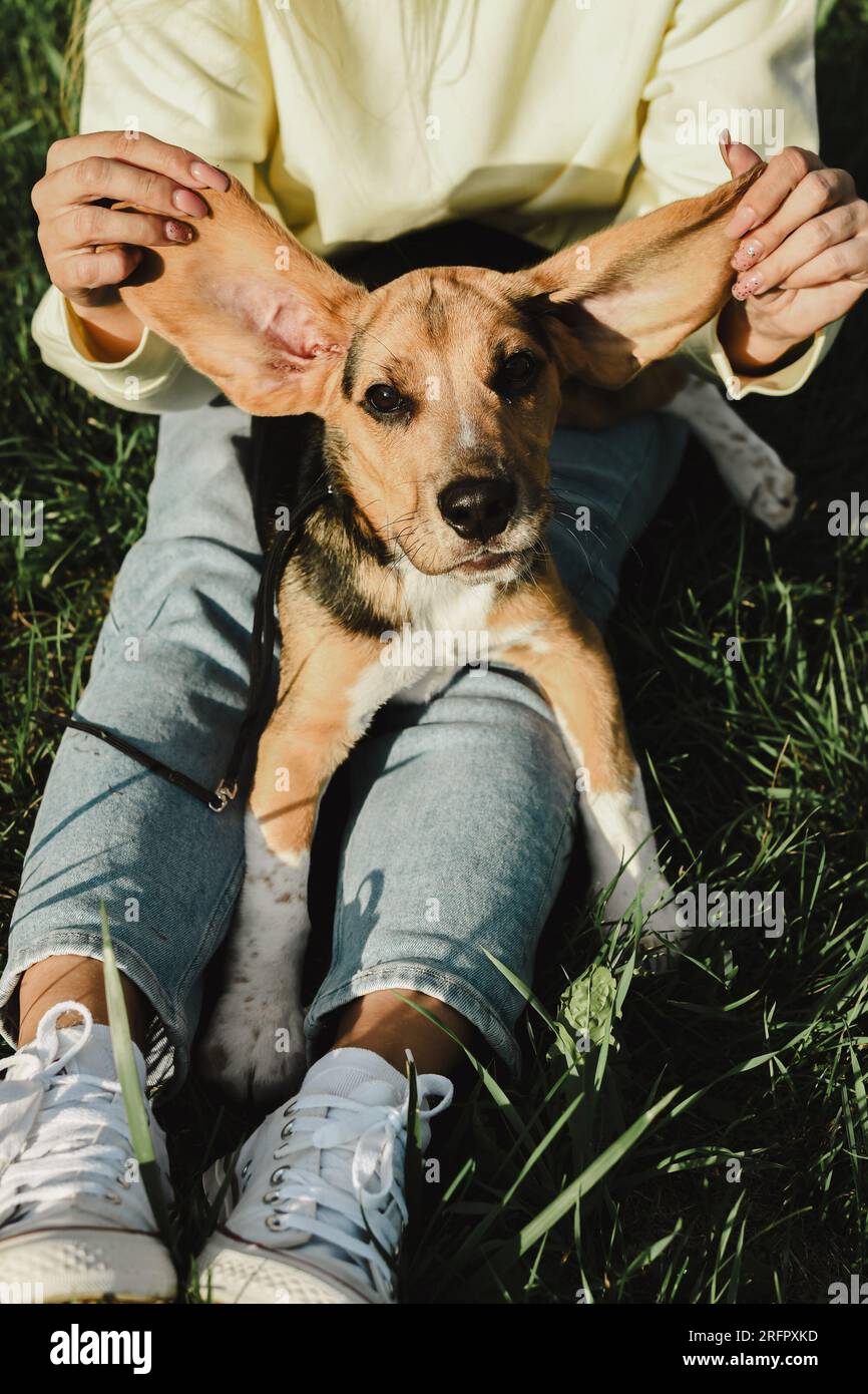 Una donna che ingannava nell'erba con il suo cane beagle al sole Foto Stock