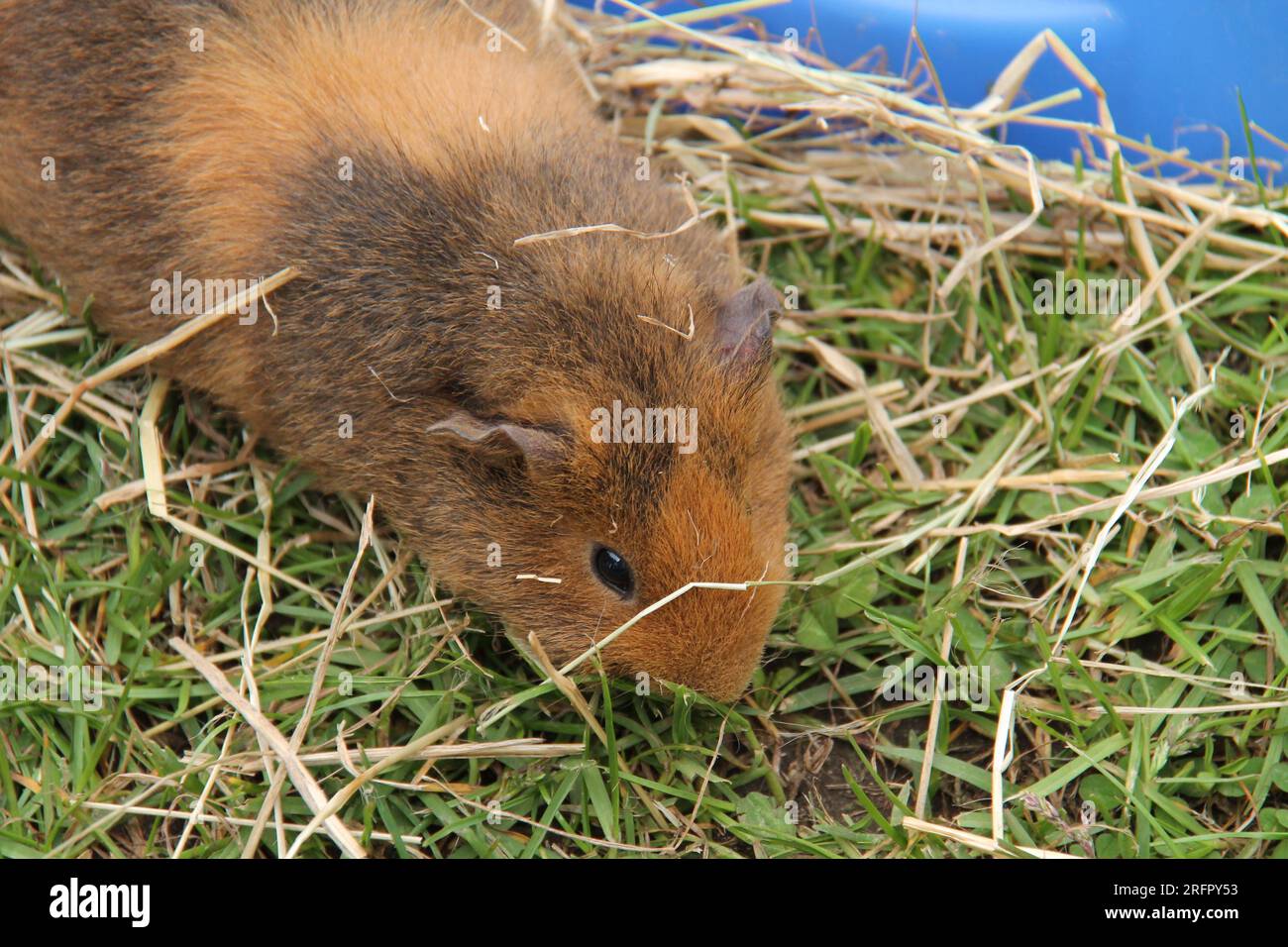 Una femmina di Guinea Pig adulta marrone chiaro e scuro. Foto Stock