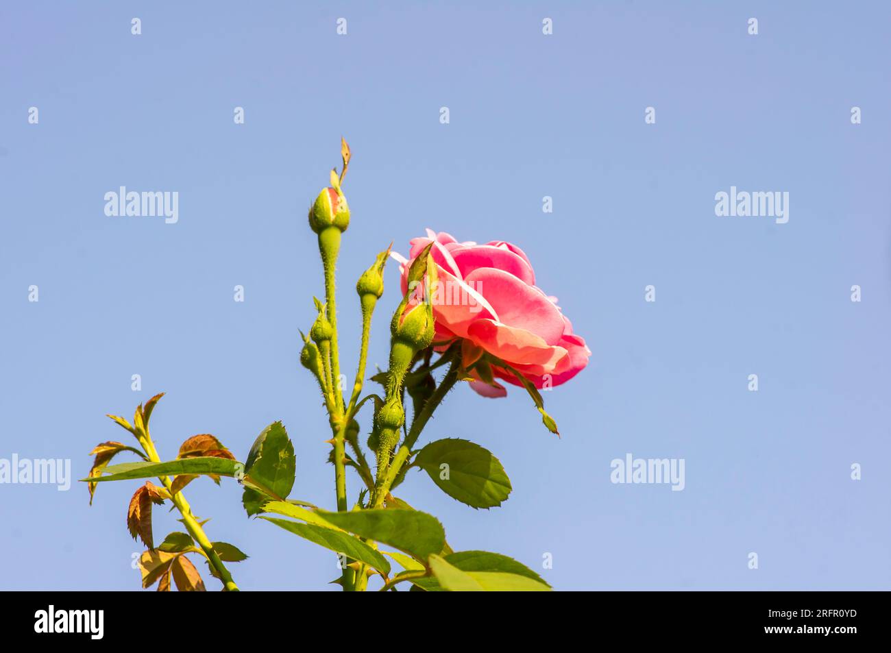 Rosa rosa rosa, rosa ibrida, con sfondo blu cielo, messa a fuoco superficiale. Foto Stock