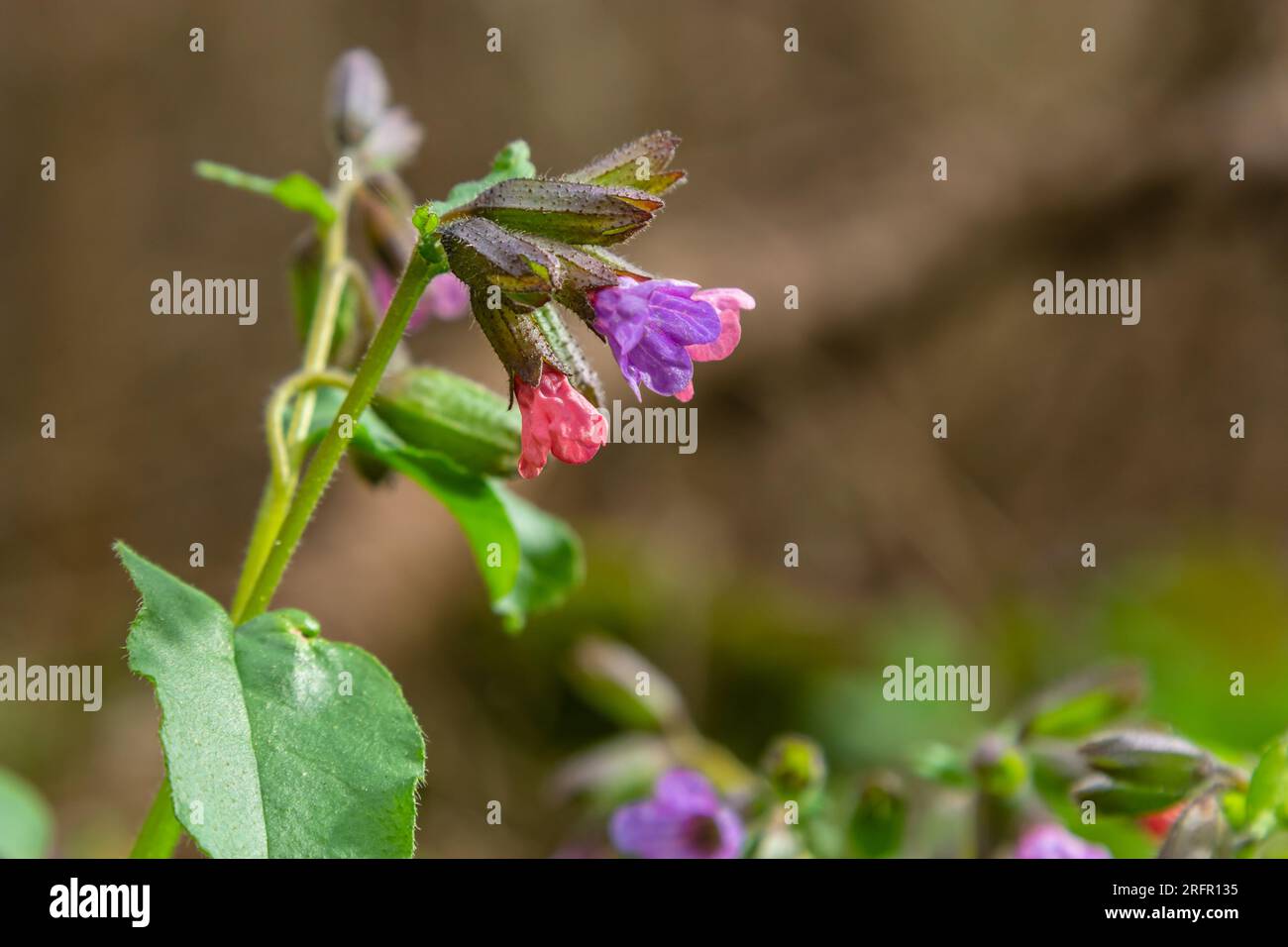 La Pulmonaria officinalis, comune nome Lungwort, comune Lungwort, lacrime di Maria o gocce di latte di nostra Signora, è un erbaceo rizomatoso sempreverde perenne Foto Stock
