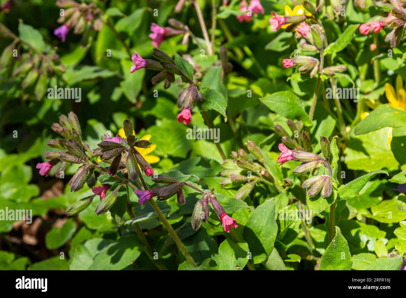 La Pulmonaria officinalis, comune nome Lungwort, comune Lungwort, lacrime di Maria o gocce di latte di nostra Signora, è un erbaceo rizomatoso sempreverde perenne Foto Stock