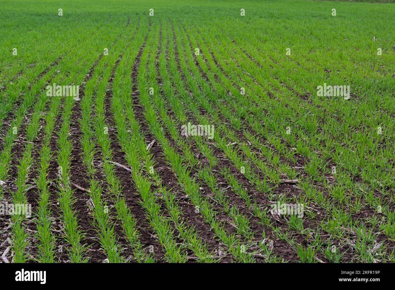 filari di giovani germogli verdi , il concetto di agricoltura, grano piantato o campo di segale. Foto Stock