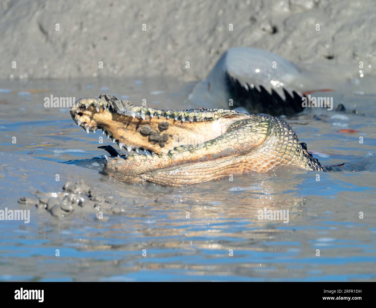 Crocodylus porosus, il coccodrillo di acqua salata che si alimenta nel fango nella regione di Kimberley, Australia Occidentale Foto Stock