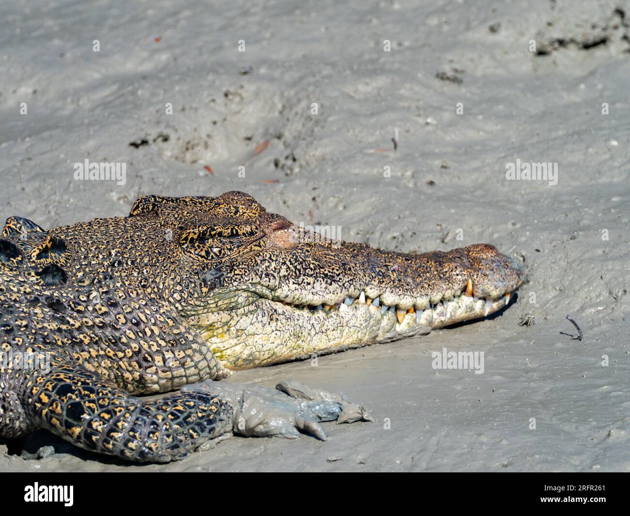 Crocodylus porosus, il coccodrillo di acqua salata che si alimenta nel fango nella regione di Kimberley, Australia Occidentale Foto Stock