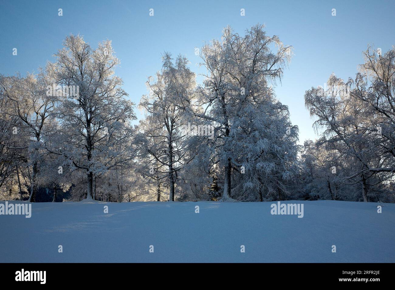 Fotografia a colori di alberi innevati e cielo blu all'alba, Seefeld, Tirolo, Alpi austriache, Austria, Europa, 2023. Foto Stock