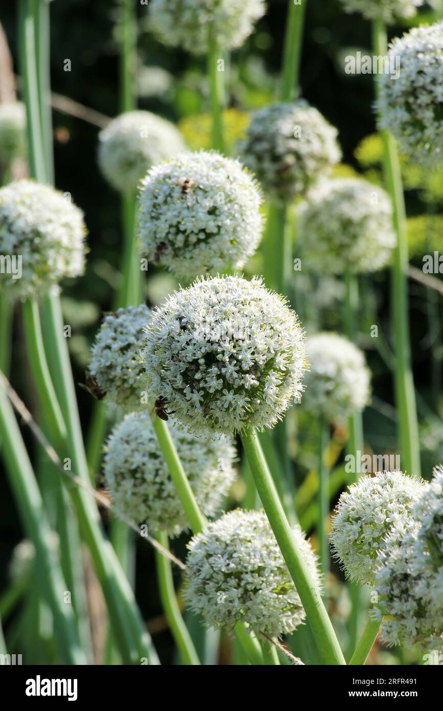 Le cipolle vegetali, coltivate sui semi, fioriscono in giardino Foto Stock