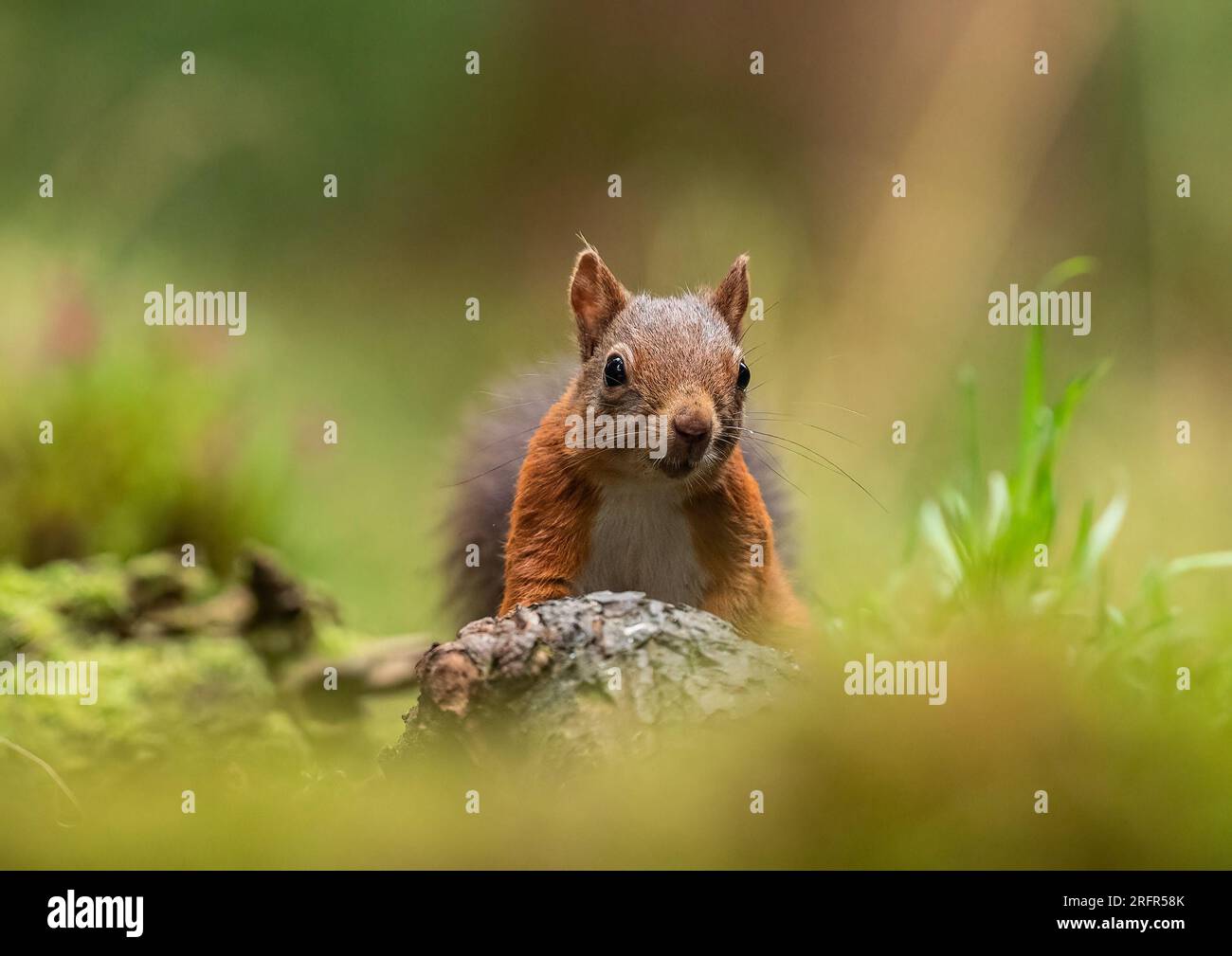 Un intimità di uno scoiattolo rosso raro ( Sciurus vulgaris ) su sfondo limpido . Guarda la telecamera su una sponda rocciosa . Yorkshire, Regno Unito. Foto Stock
