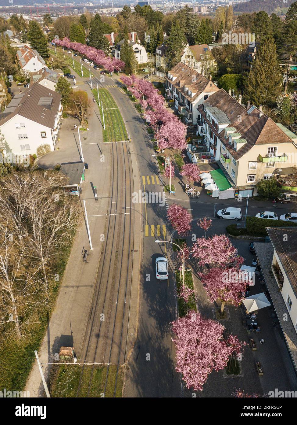 Basilea, Svizzera - marzo 28. 2022: Fila di ciliegi in fiore lungo una strada nella città di Basilea in primavera. Foto Stock