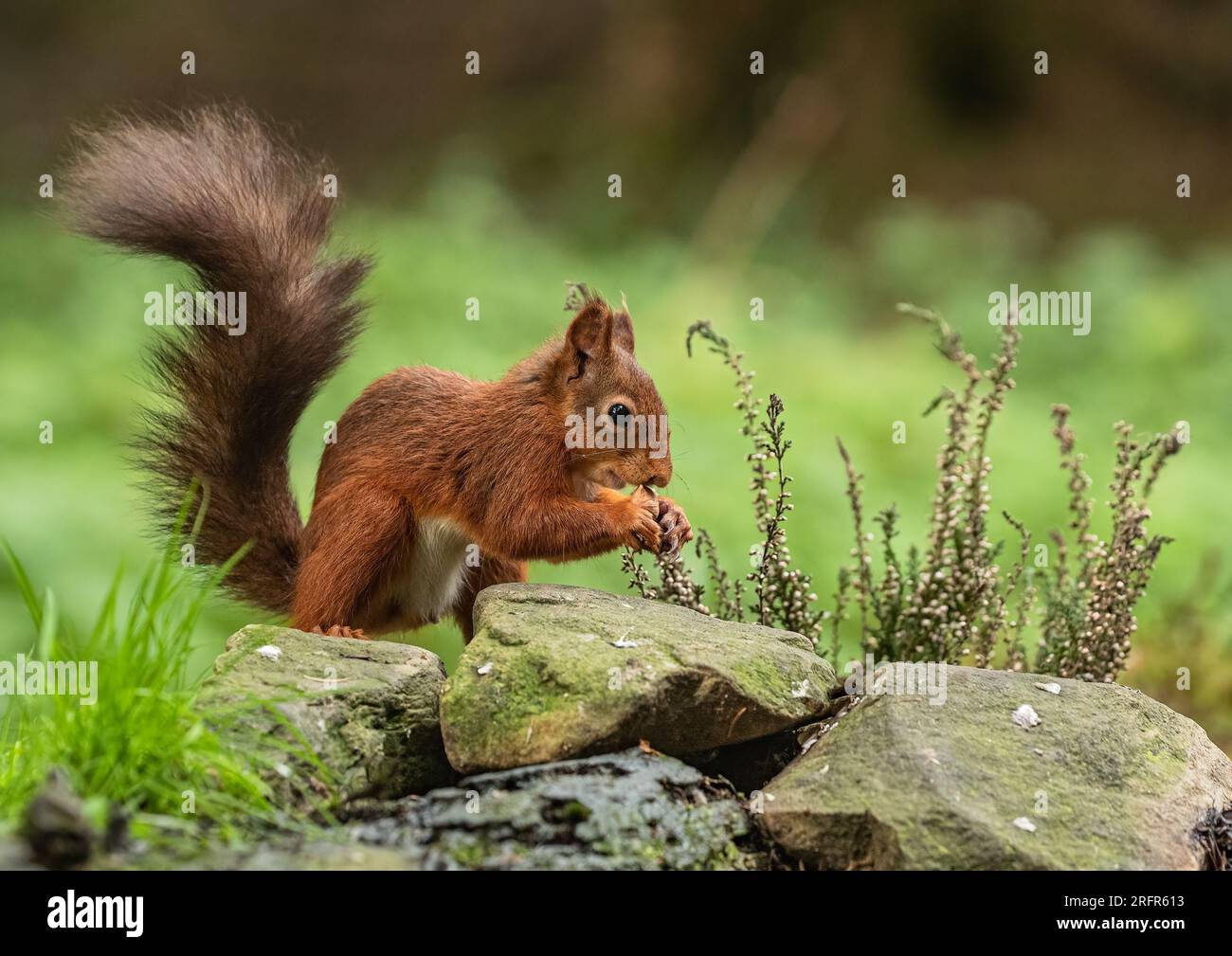 Primo piano di uno scoiattolo rosso ( Sciurus vulgaris ) su sfondo verde chiaro . Sta mangiando una noce su una sponda rocciosa . Yorkshire, Regno Unito. Foto Stock