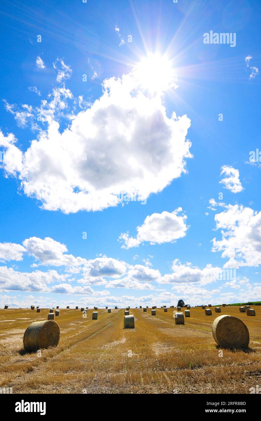 Immagine retroilluminata di balle di paglia su un campo di grano raccolto in Baviera, Germania, Europa Foto Stock