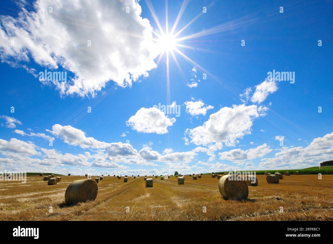 Immagine retroilluminata di balle di paglia su un campo di grano raccolto in Baviera, Germania, Europa Foto Stock