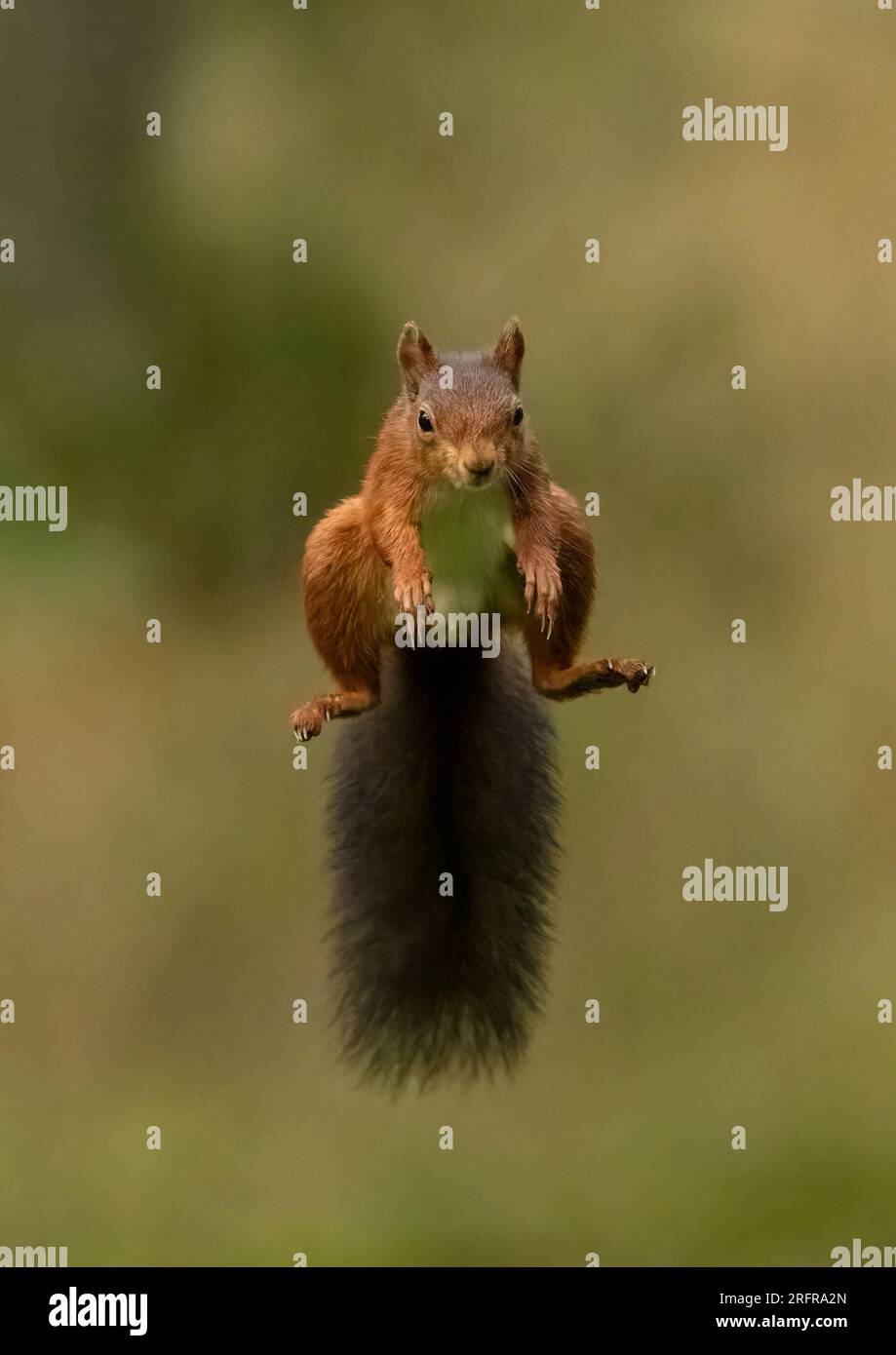 Un'unica ripresa di salto dello scoiattolo rosso (Sciuris vulgaris), che vola nell'aria con zampe e coda spumeggiante allungata. Sfondo chiaro Yorkshire, Regno Unito Foto Stock