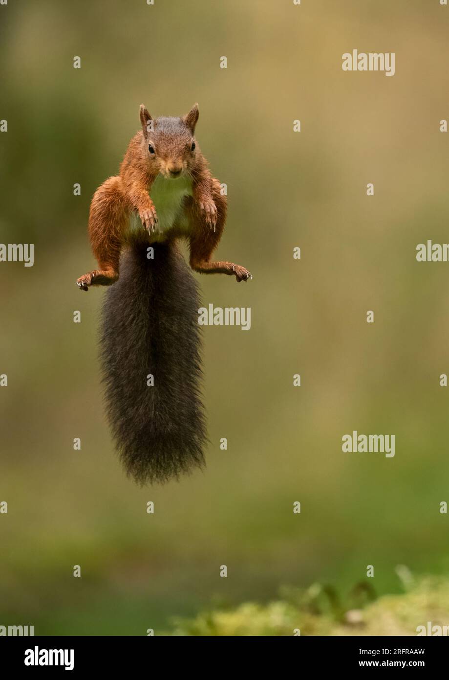 Un'unica ripresa di salto dello scoiattolo rosso (Sciuris vulgaris), che vola nell'aria con zampe e coda spumeggiante allungata. Sfondo chiaro Yorkshire, Regno Unito Foto Stock