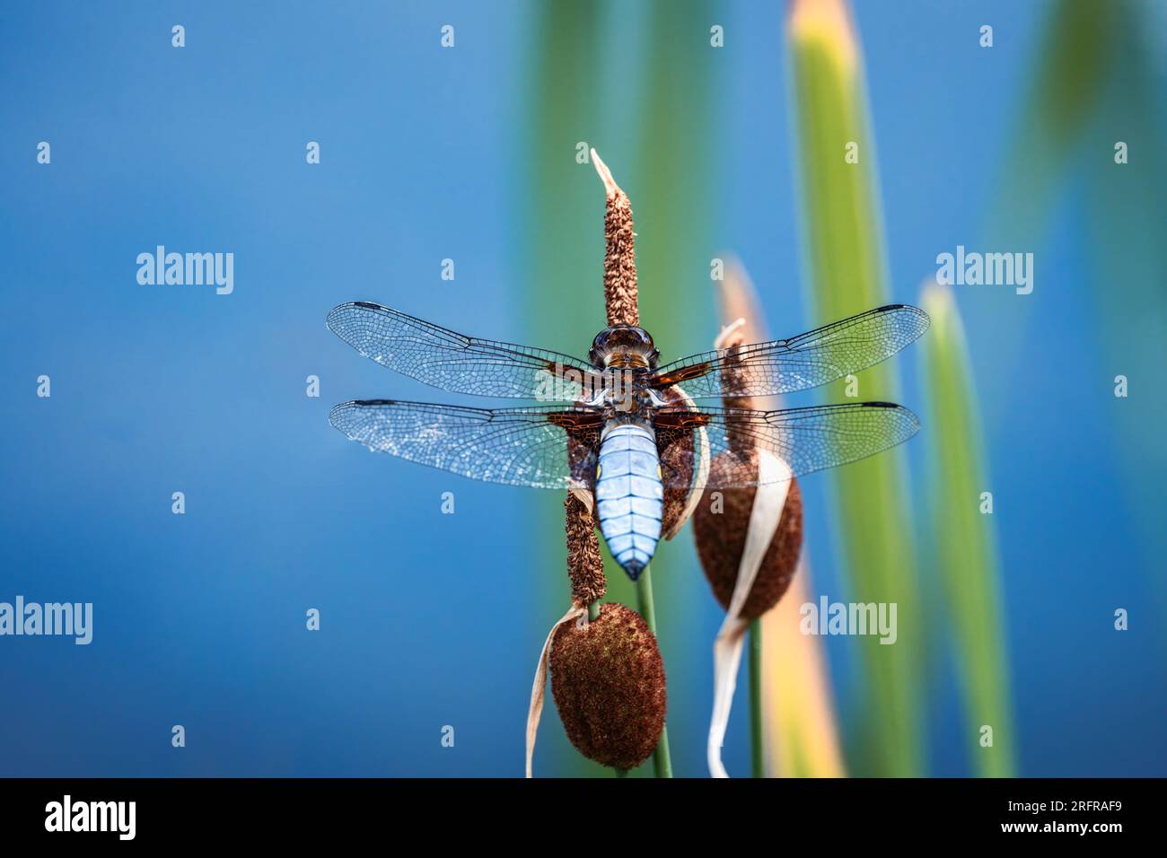 Macro di un dragonflyon maschile a corpo largo una corsa Foto Stock