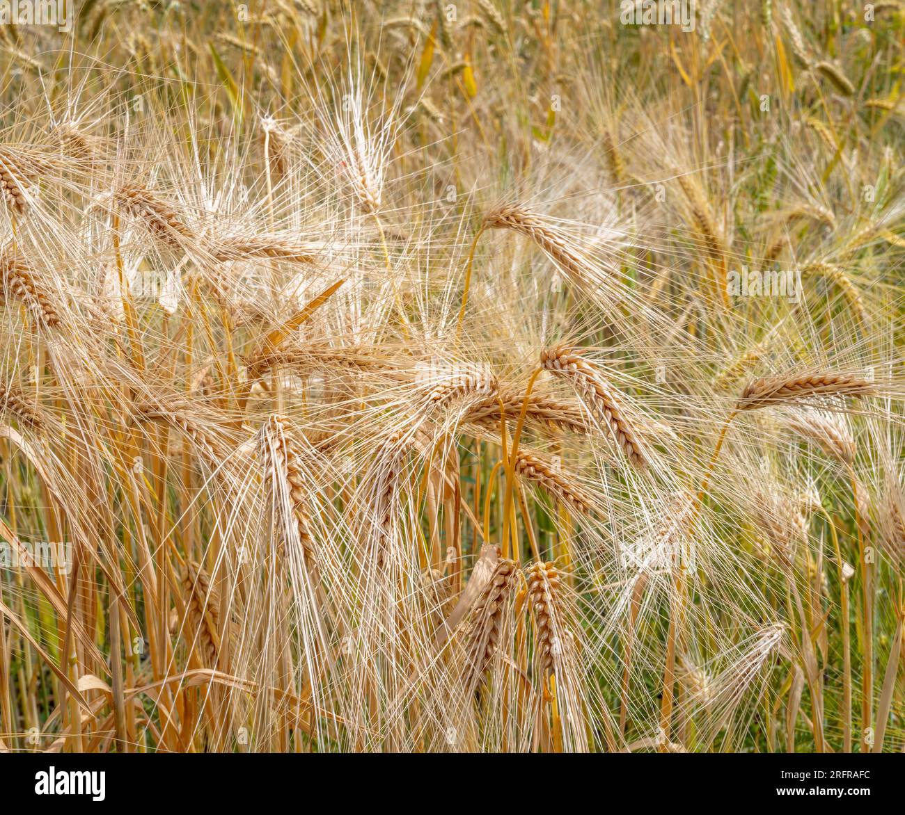 Primo piano di un campo di grano maturo Foto Stock