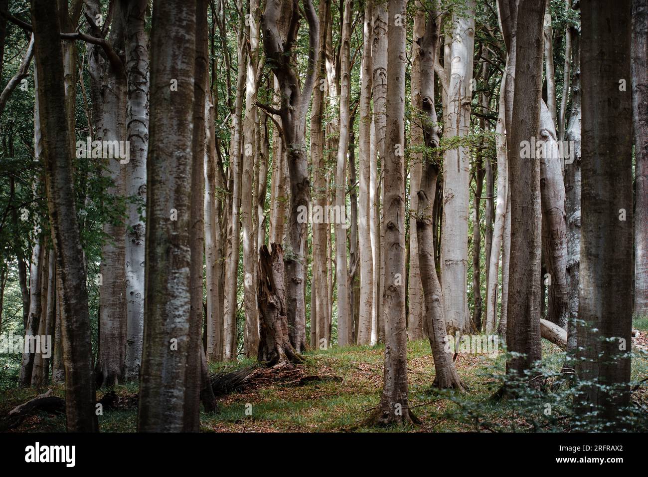 Un'antica foresta di faggi nel Parco Nazionale di Jasmund. Foto Stock