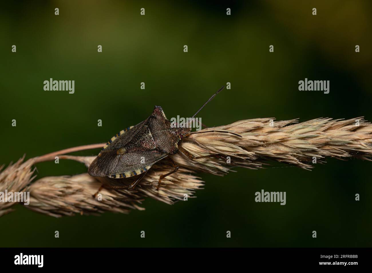Primo piano di un insetto della foresta (probabilmente Pentatoma rufipes). Foto Stock