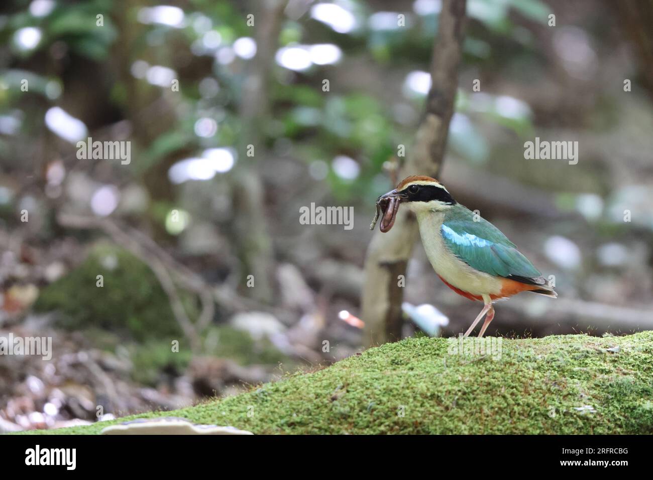 Fairy pitta (Pitta nympha) in Giappone Foto Stock