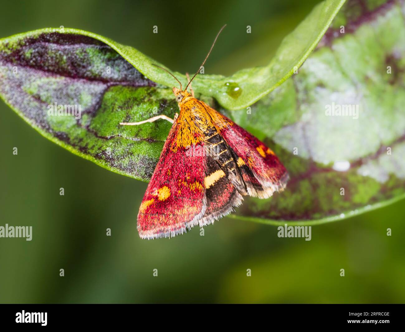 Rosso e oro scala giorno zecca volante, Pyrausta aurata, a riposo in un giardino britannico Foto Stock