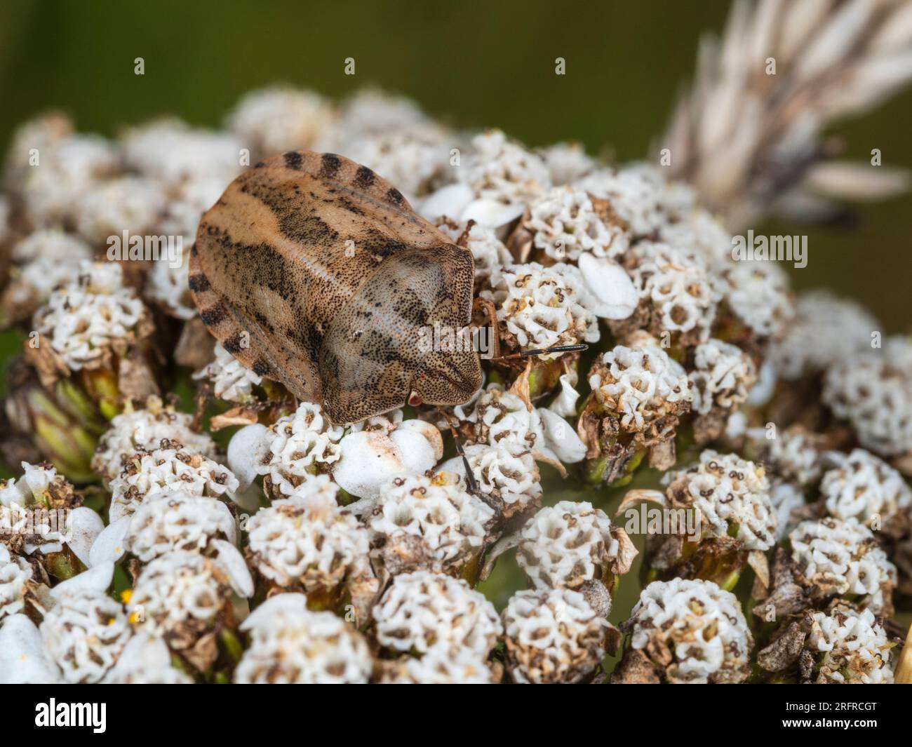 Insetto scudo tartaruga britannico, Eurygaster testudinaria, sull'umbel di yarrow, Achillea millefolium Foto Stock