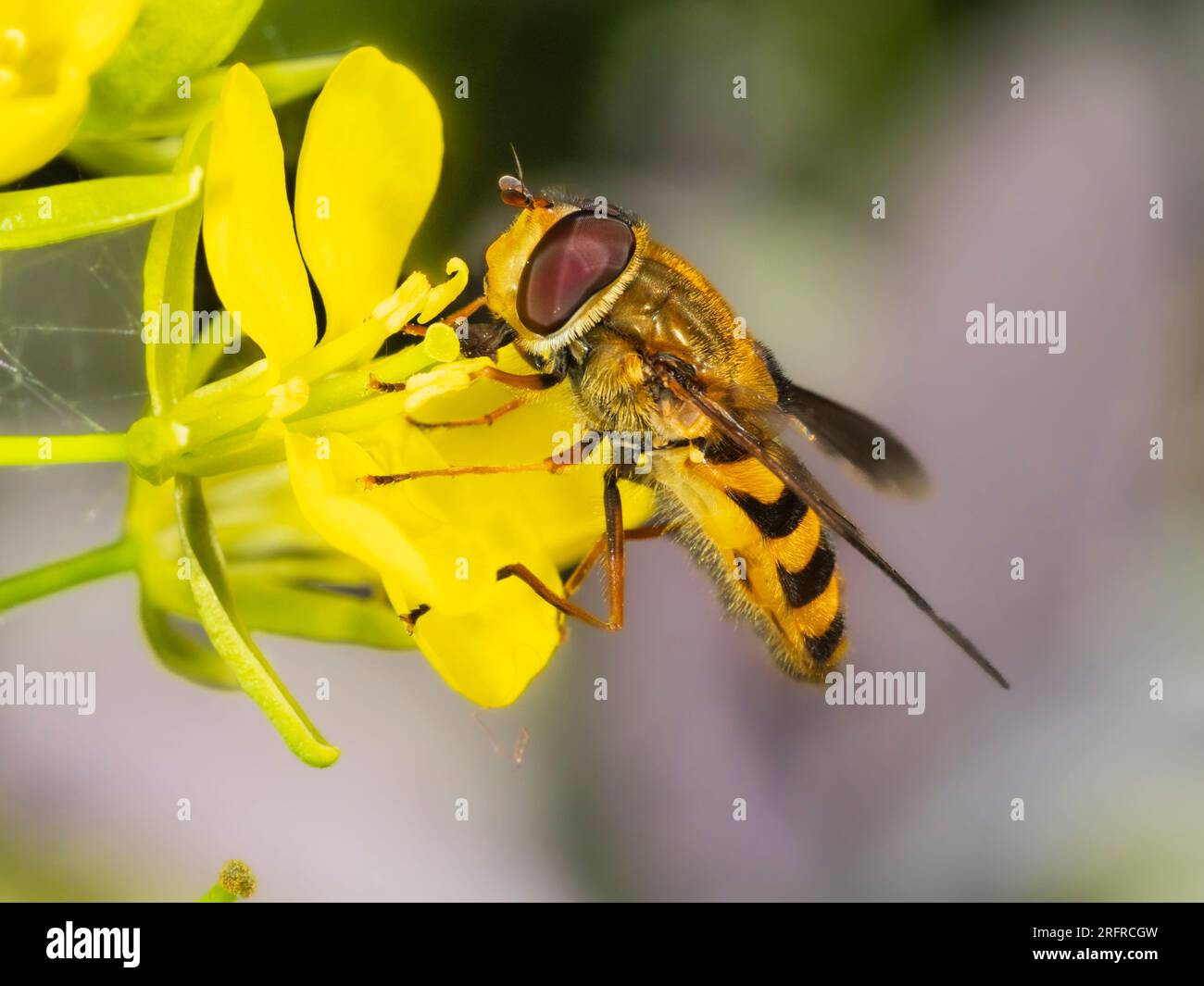 Vista laterale della mostarda britannica Syrphus ribesii che si nutre di un fiore di senape Foto Stock