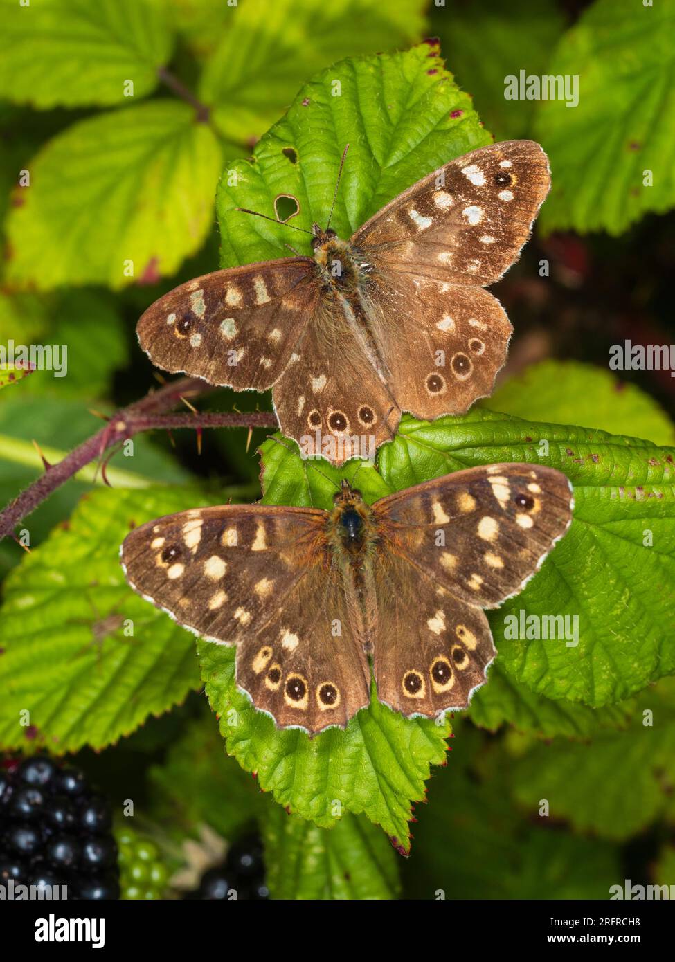Due farfalle di legno macchiato, Pararge aegeria, che riposano con le ali sparse in una siepe di Plymouth, Regno Unito Foto Stock