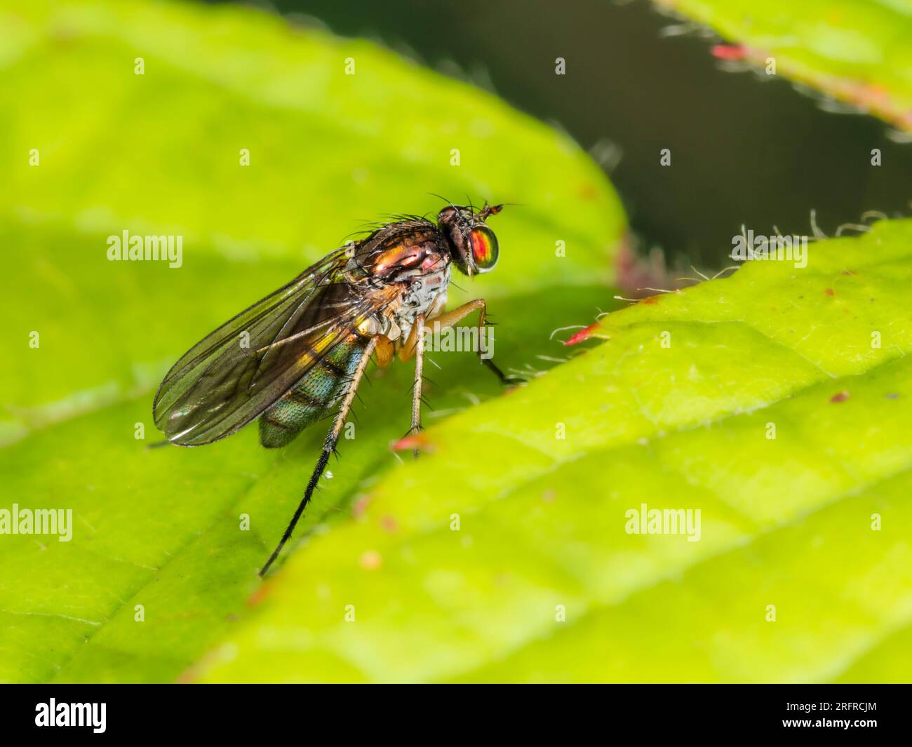 Corpo riflettente e iridescente della piccola mosca a gambe lunghe, Dolichopus griseipennis, su fogliame in una siepe di Plymouth, Regno Unito Foto Stock