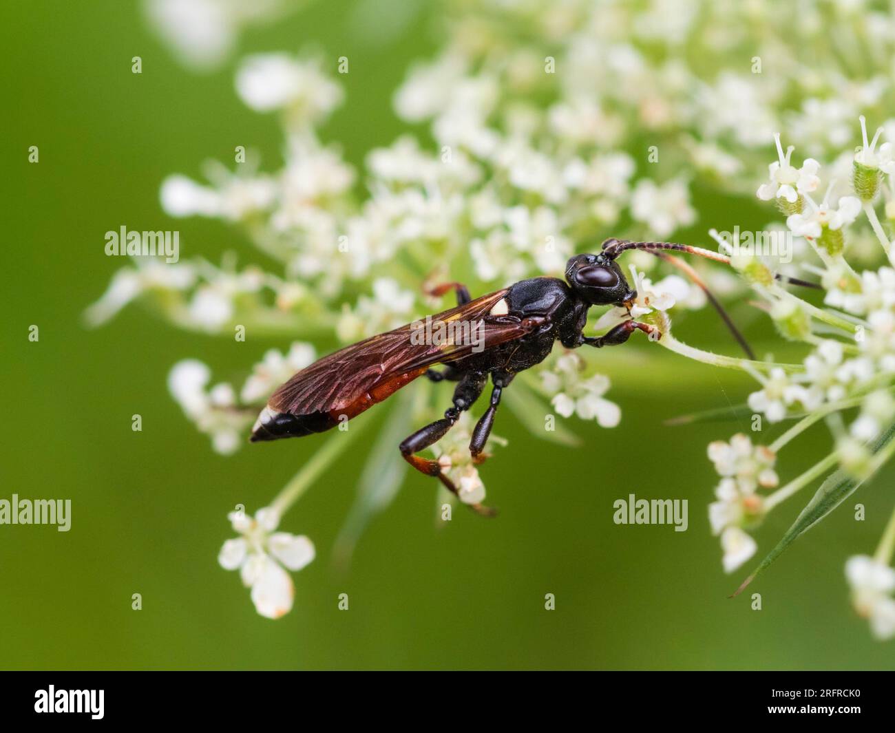 Vespa parassita colorata, Ichneumon suspiciosus, nutrirsi di carota selvatica, Daucus carota, in un prato di Plymouth, Regno Unito Foto Stock