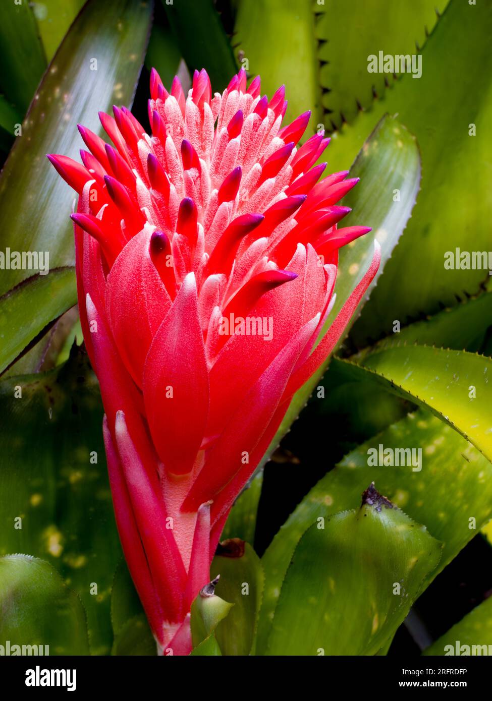 Billbergia pyramidalis fiore, bromeliade, coltivato, Malanda, Australia. Foto Stock