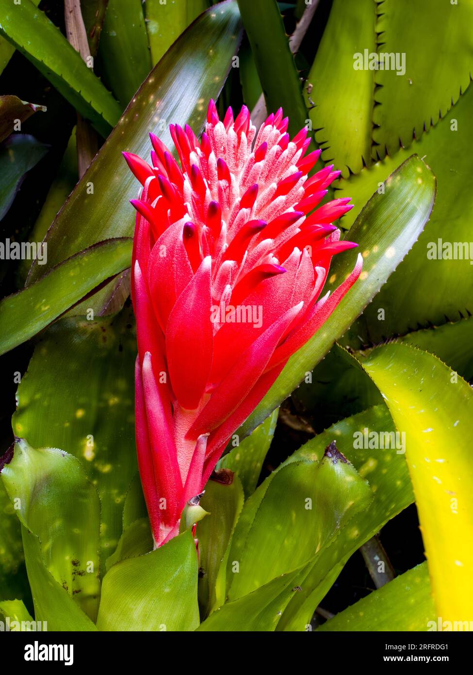 Billbergia pyramidalis fiore, bromeliade, coltivato, Malanda, Australia. Foto Stock