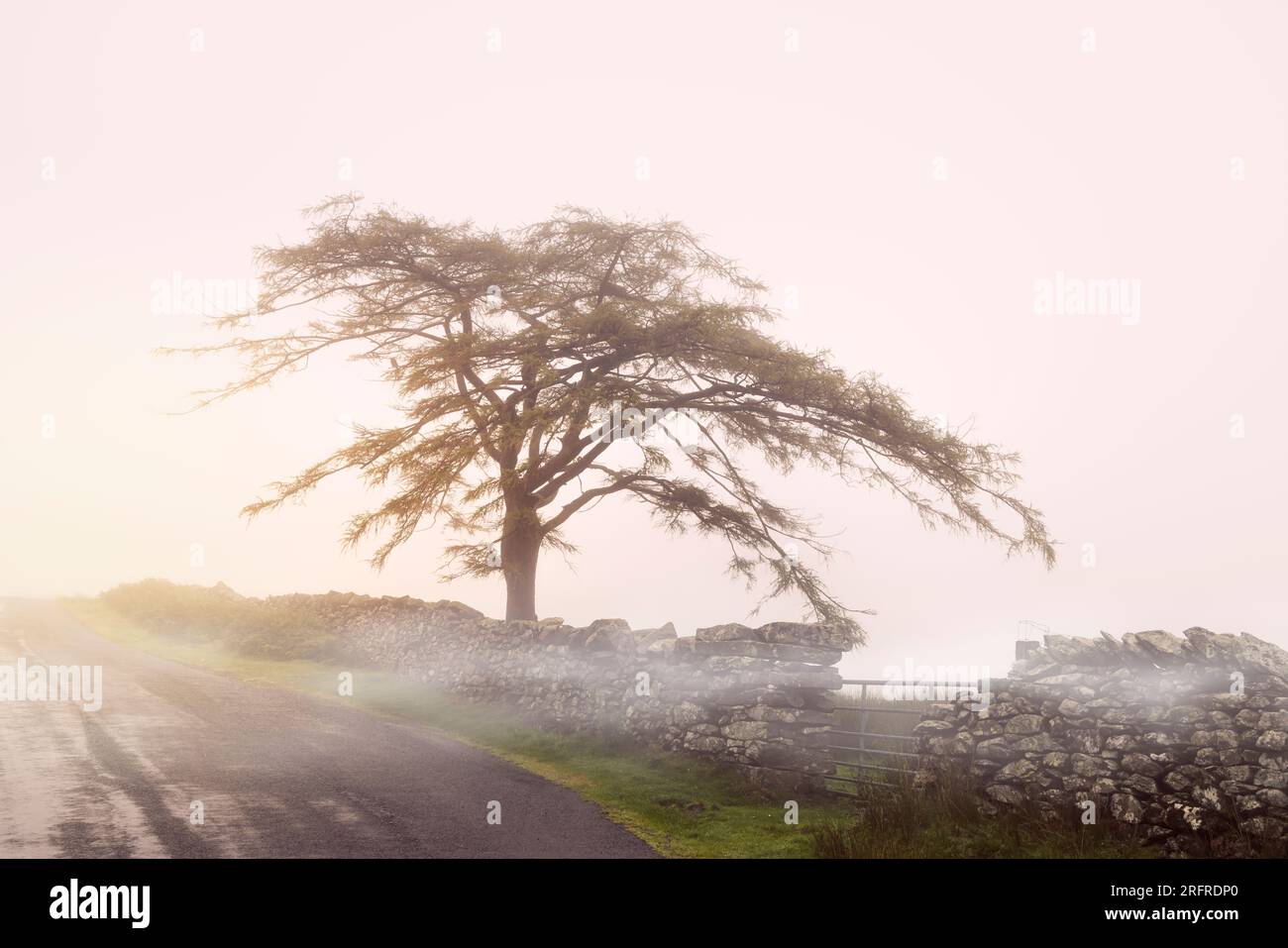 Lone Tree in Mist, Lake District National Park, Cumbria, Inghilterra, Regno Unito, GB, Europa Foto Stock