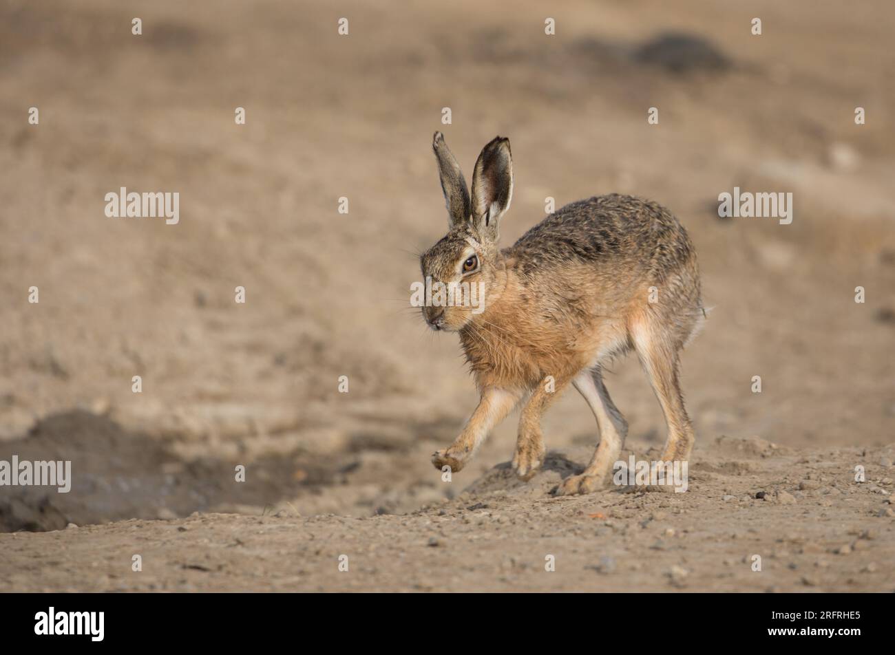 Brown Hare, Haddockstones, vicino all'Abbazia di Fountains, North Yorkshire Foto Stock