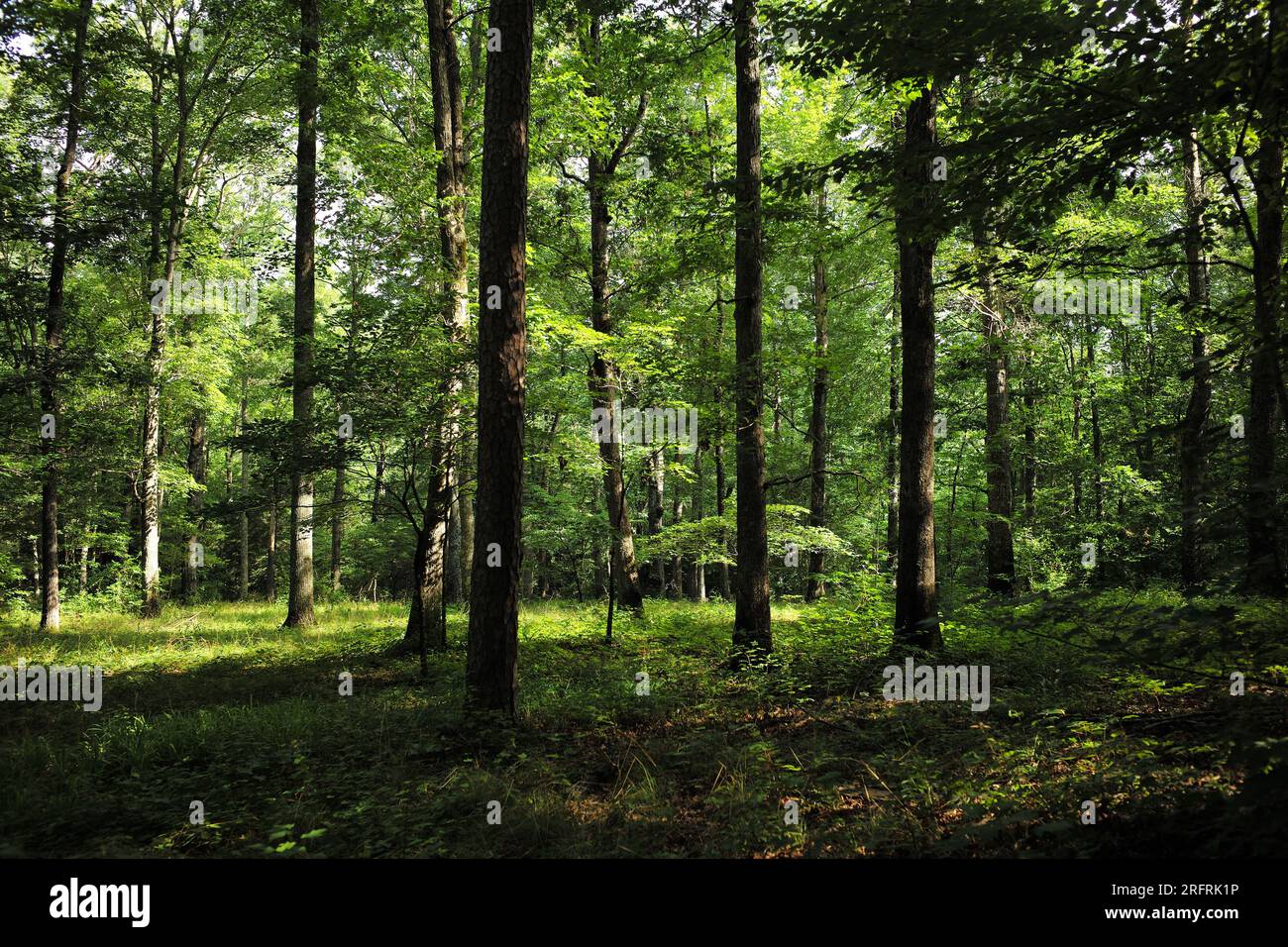 Foresta nei pressi del Lula Lake Land Trust nella Georgia settentrionale, Stati Uniti. Foto Stock