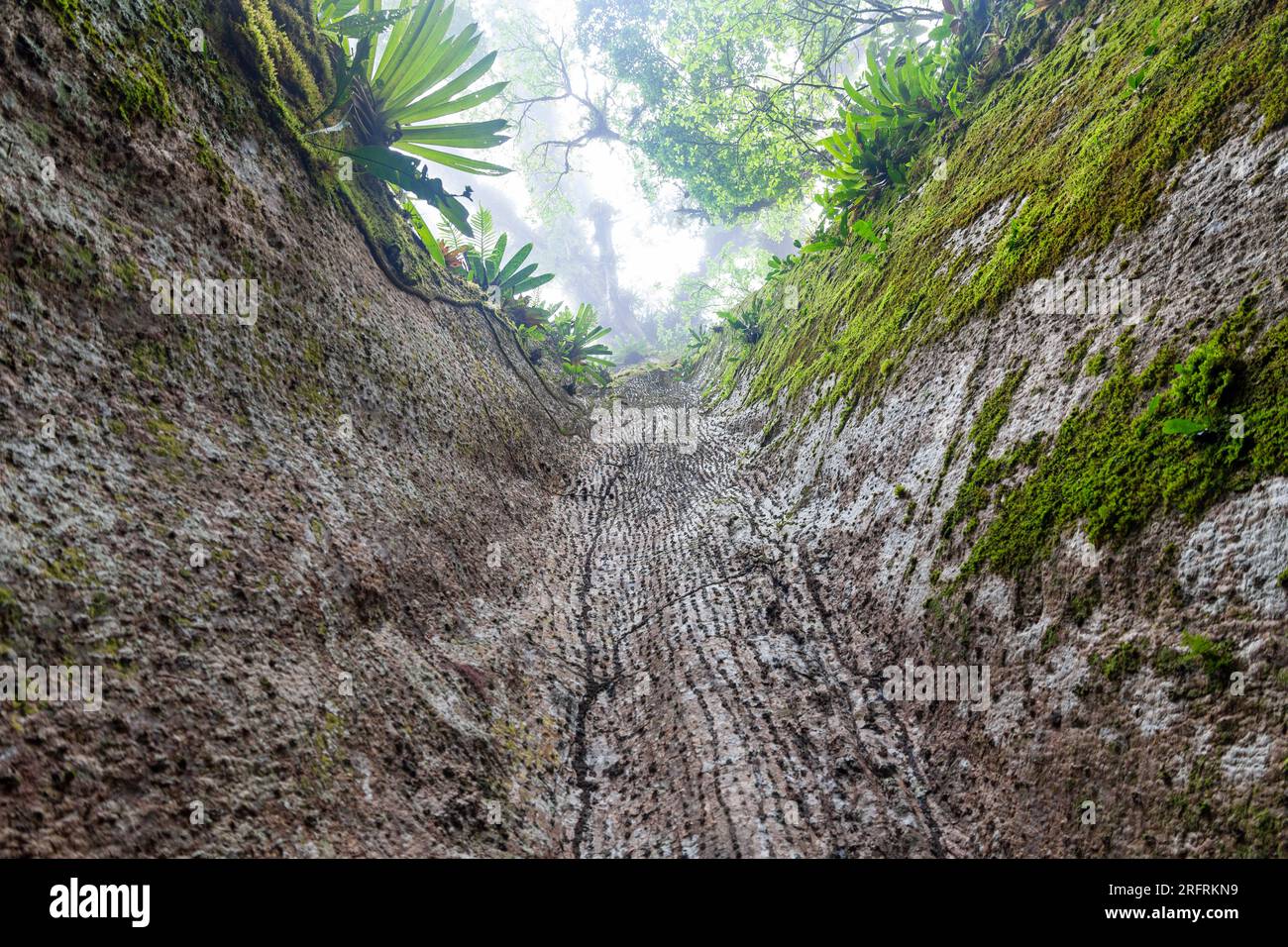 Bromeliad Árbol de la Paz Costa Rica Foto Stock