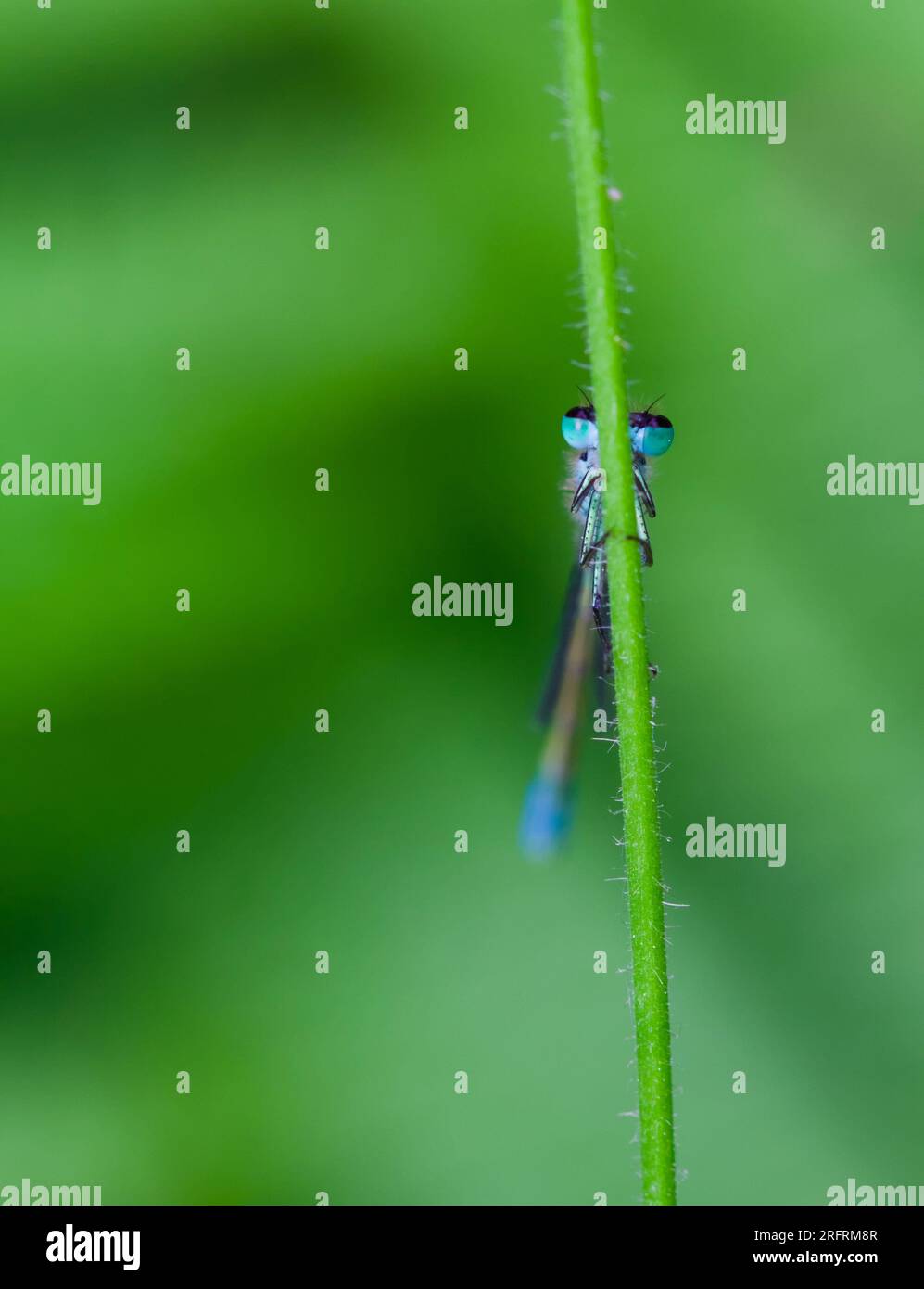 Frontalino con vista su Un Damselfly dalla coda blu, Ischnura elegans, che si tiene su Uno stelo d'erba, New Forest UK Foto Stock