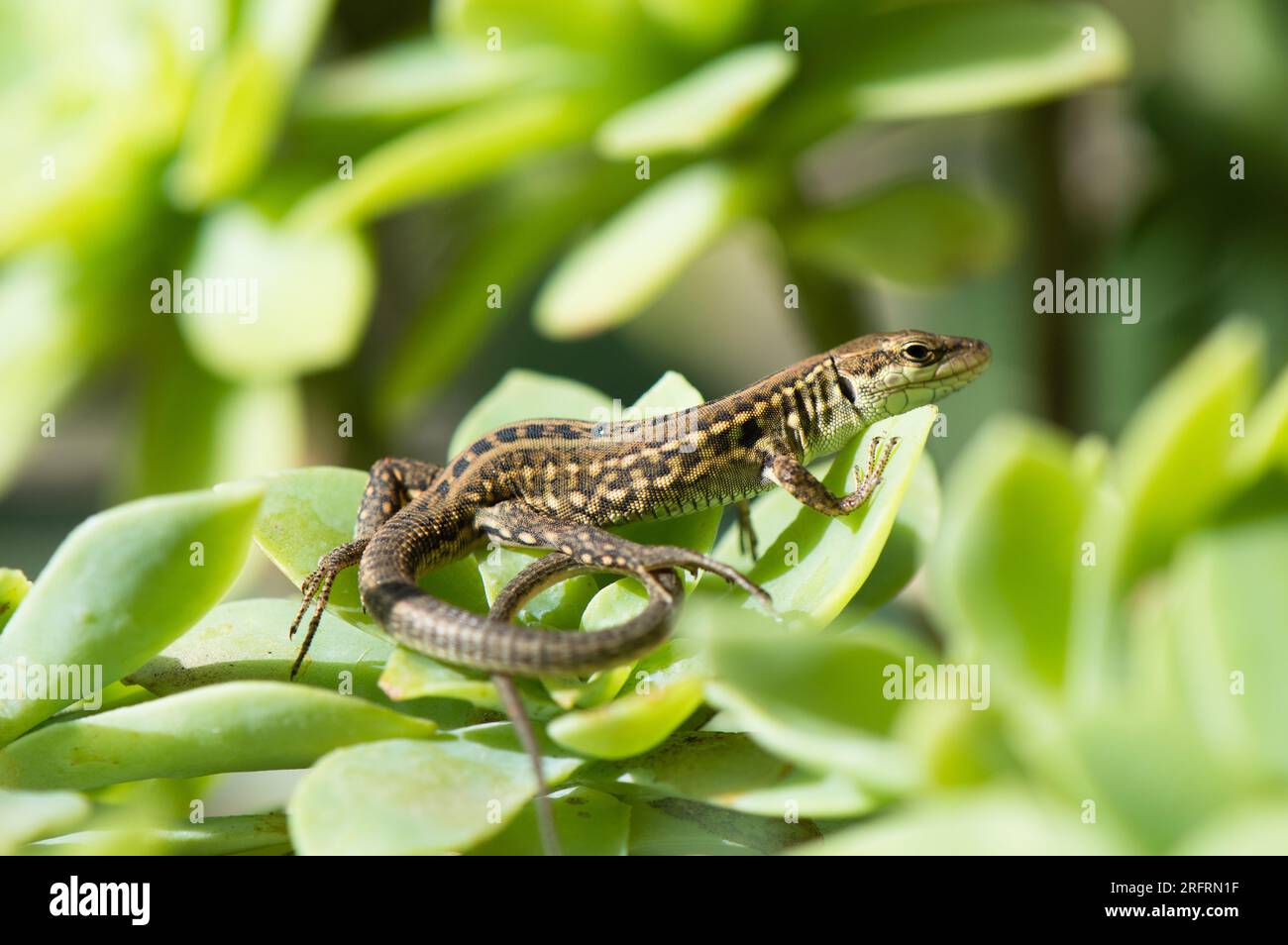 Lucertola murale comune, Podarcis muralis, baciata dal sole sulle foglie succulente Foto Stock