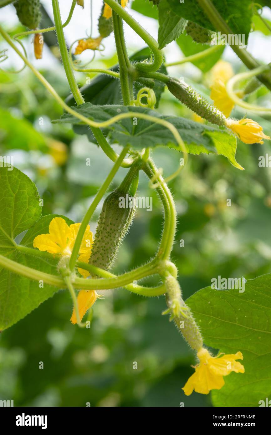 Cetriolo maturo che cresce sulla pianta e nuovo fiore giallo brillante Foto Stock