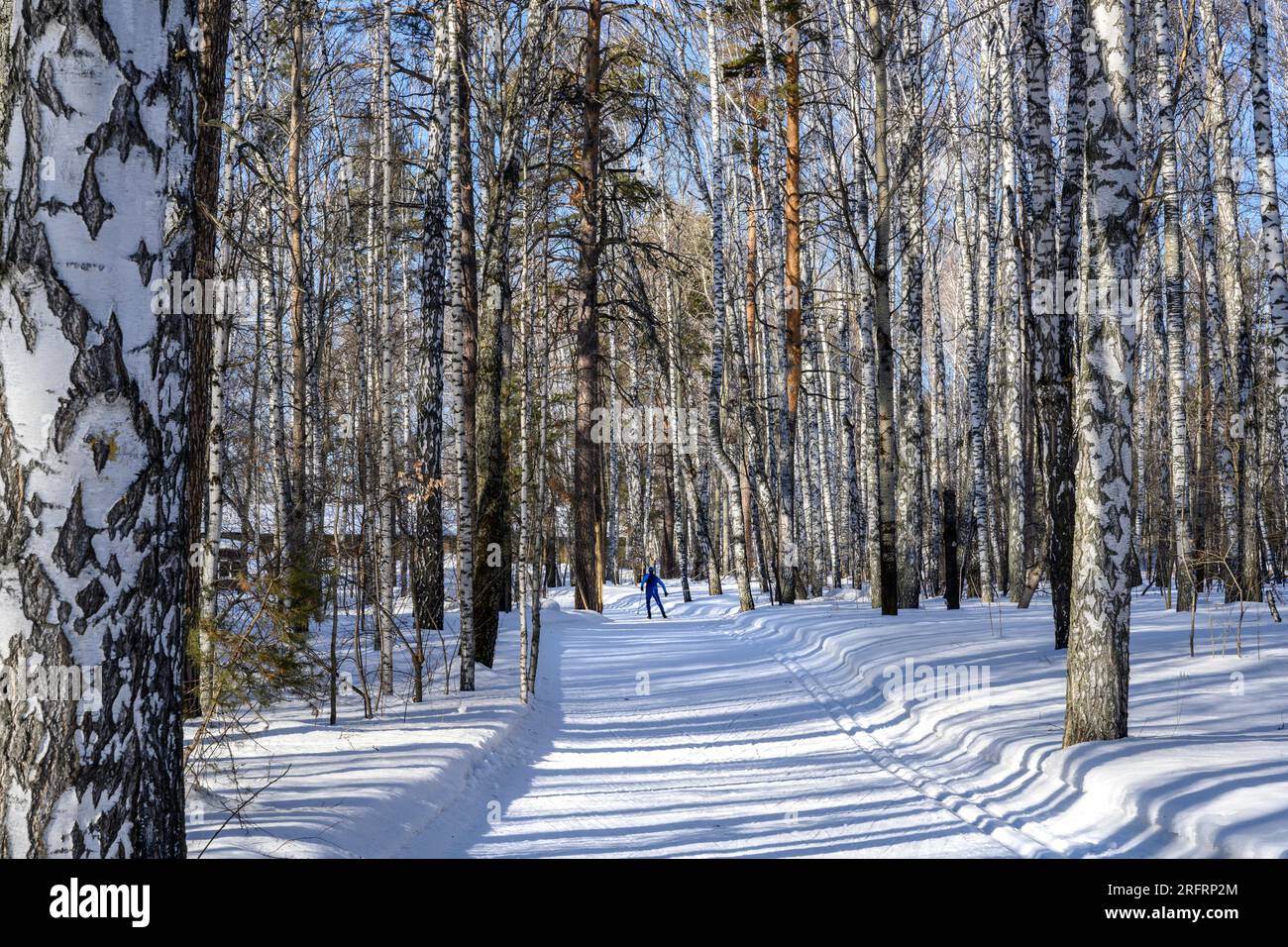 Il sole proietta lunghe ombre su un'ampia pista sciistica con uno sciatore in lontananza in una foresta di betulle innevata Foto Stock