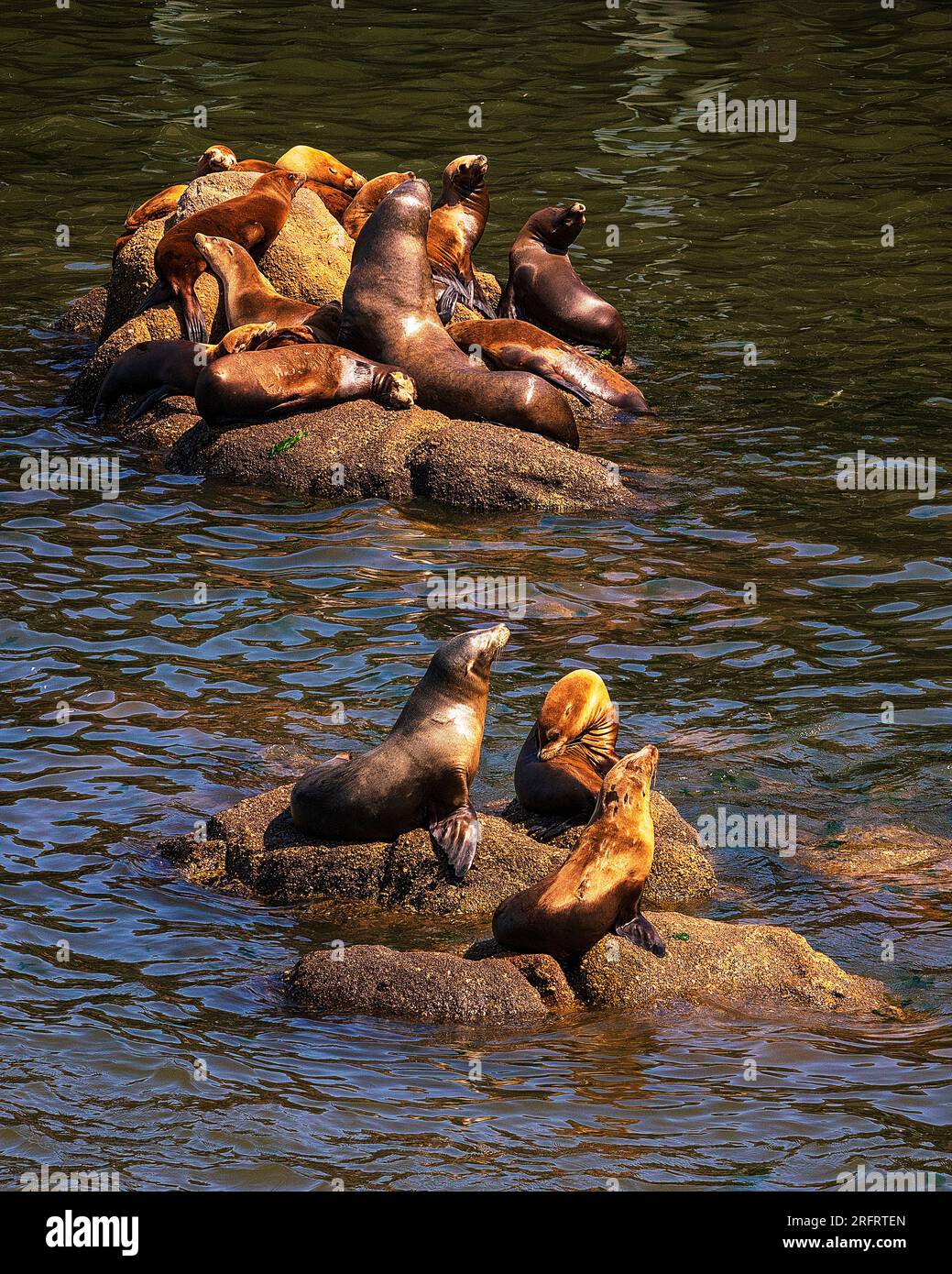 Leoni marini della California (Zalophus californianus) al Fisherman's Wharf di Monterey, California Foto Stock