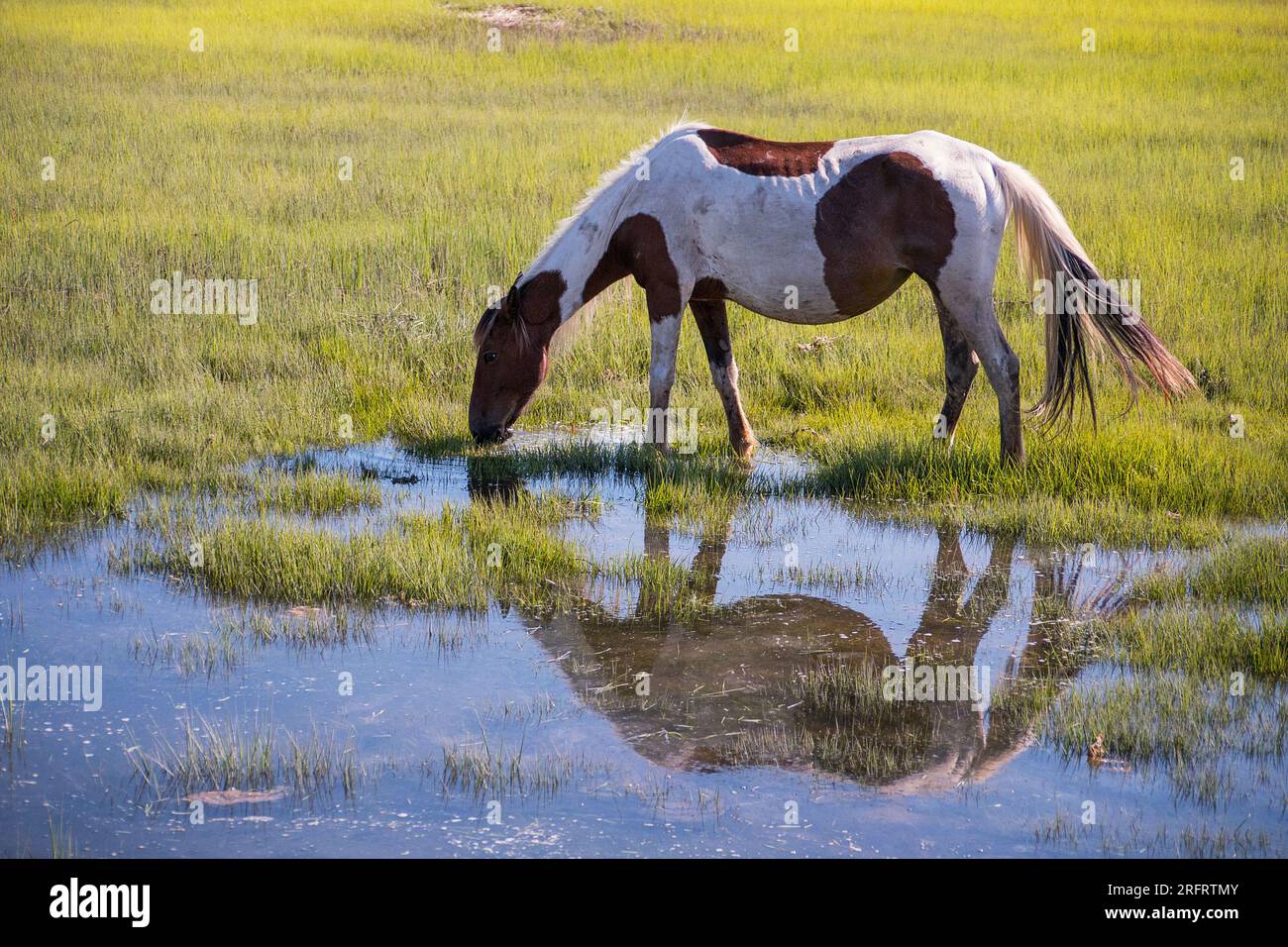 Iconico pony nel Chincoteague National Wildlife Refuge Foto Stock