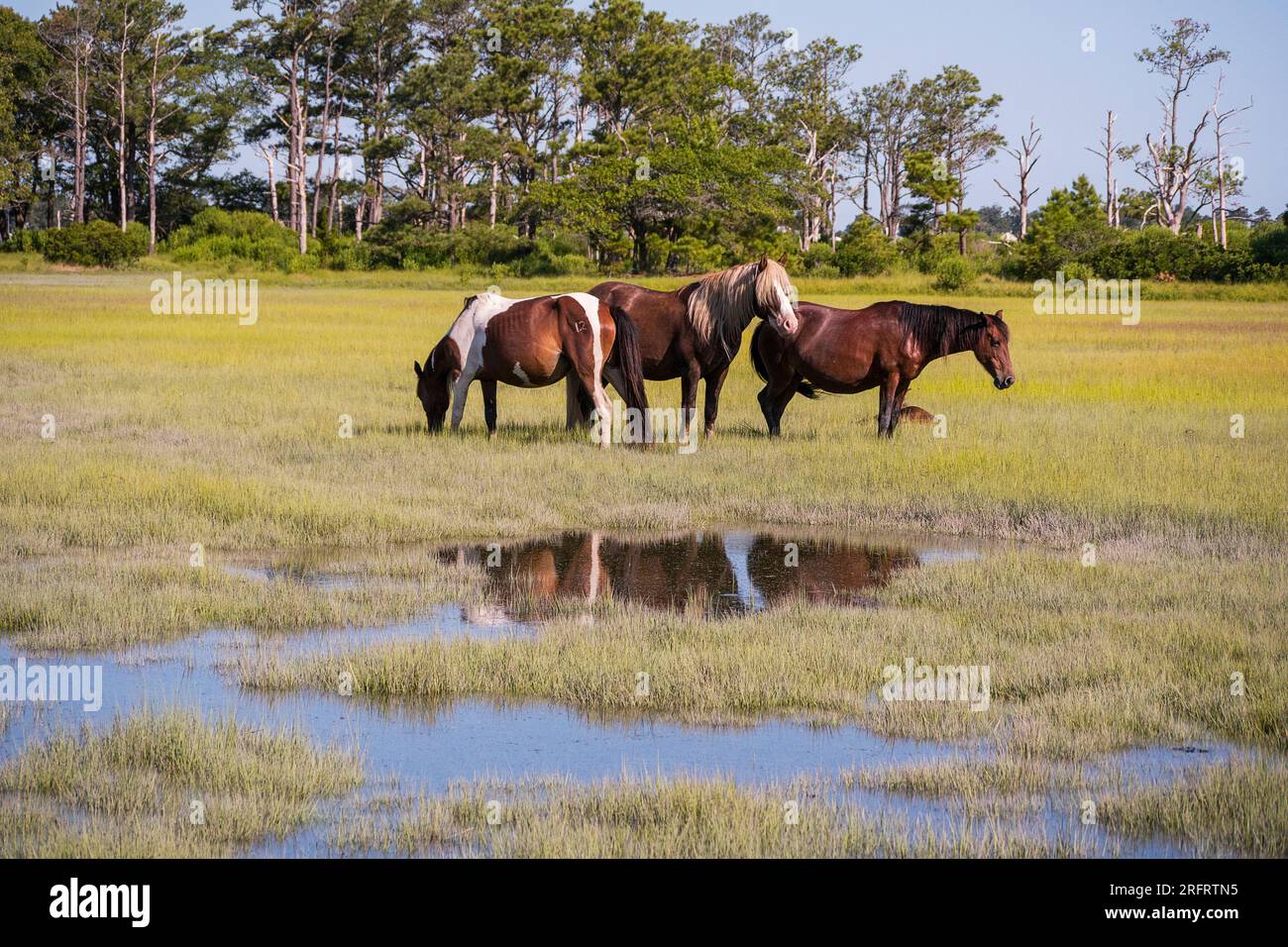 Pony iconici nel Chincoteague National Wildlife Refuge Foto Stock