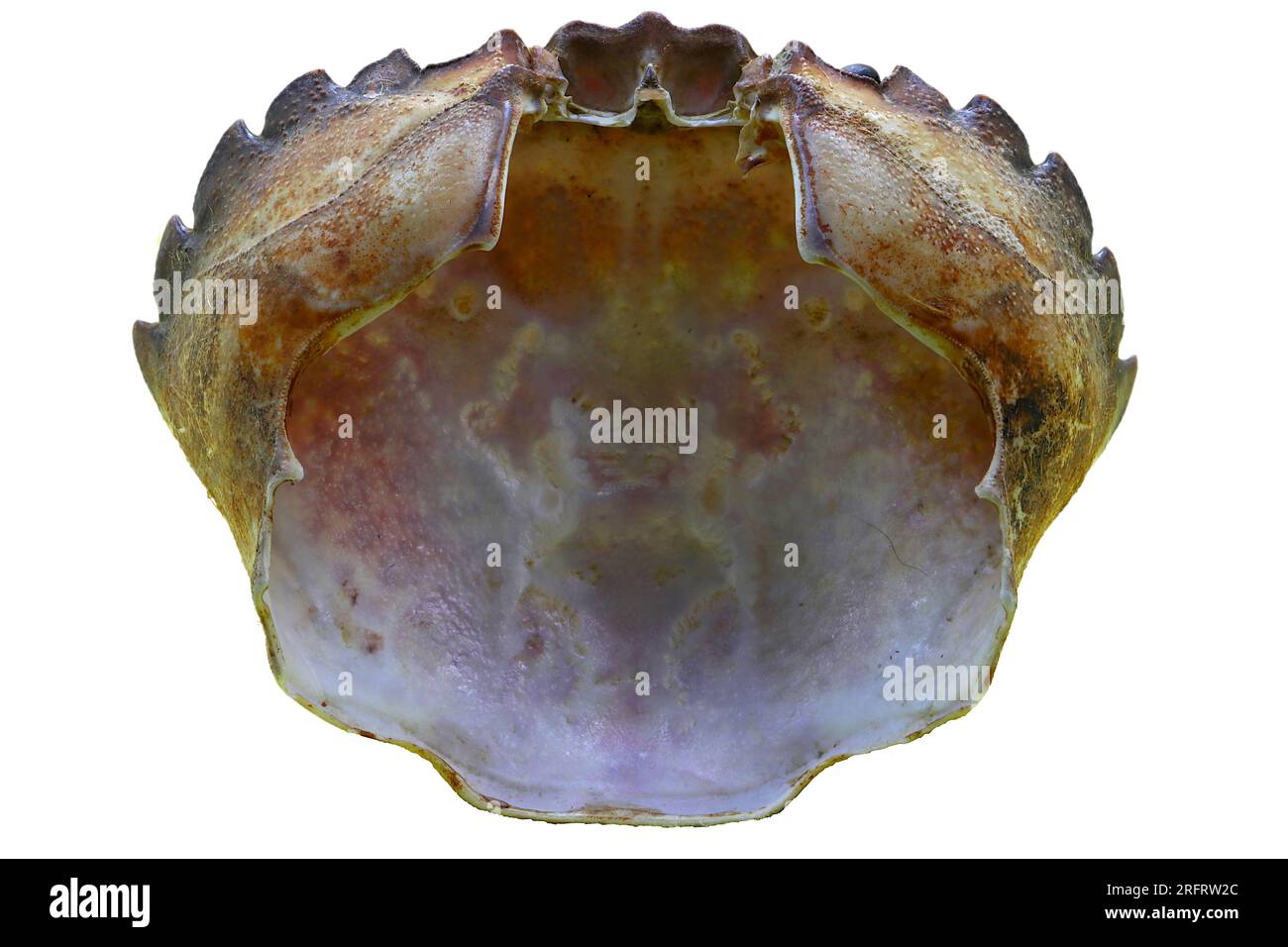Guscio di granchio vuoto visto dal lato inferiore. Tonalità di colore marrone e viola. Foto macro impostata su uno sfondo bianco. Foto Stock