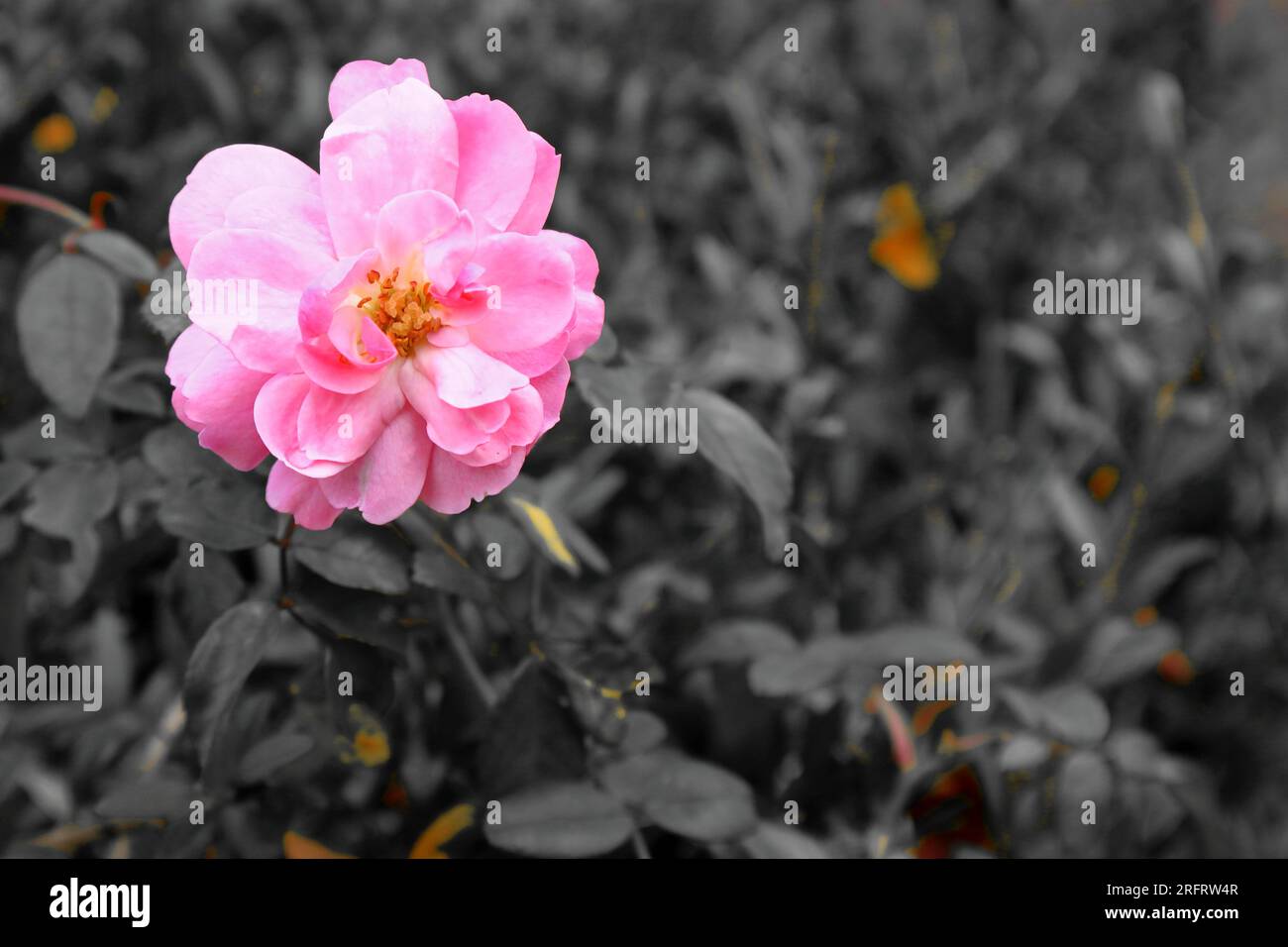 Fiore di camelia rosa, sfondo fogliame, desaturato. Primo piano, petali, fogliame. Foto Stock