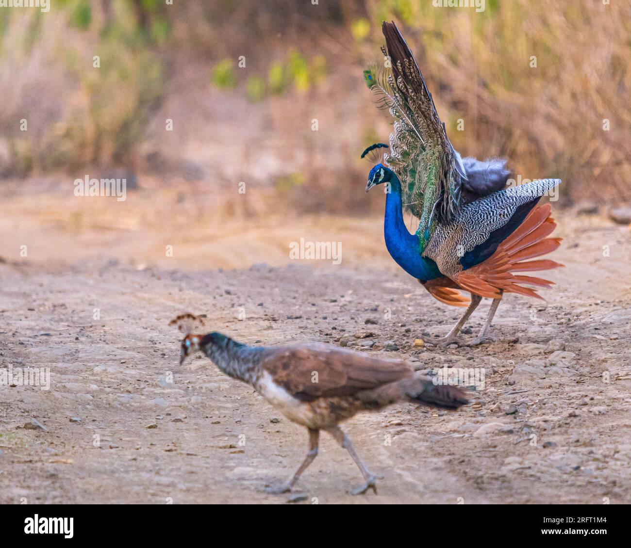 Peacock si esibisce ballando per i peahen Foto Stock
