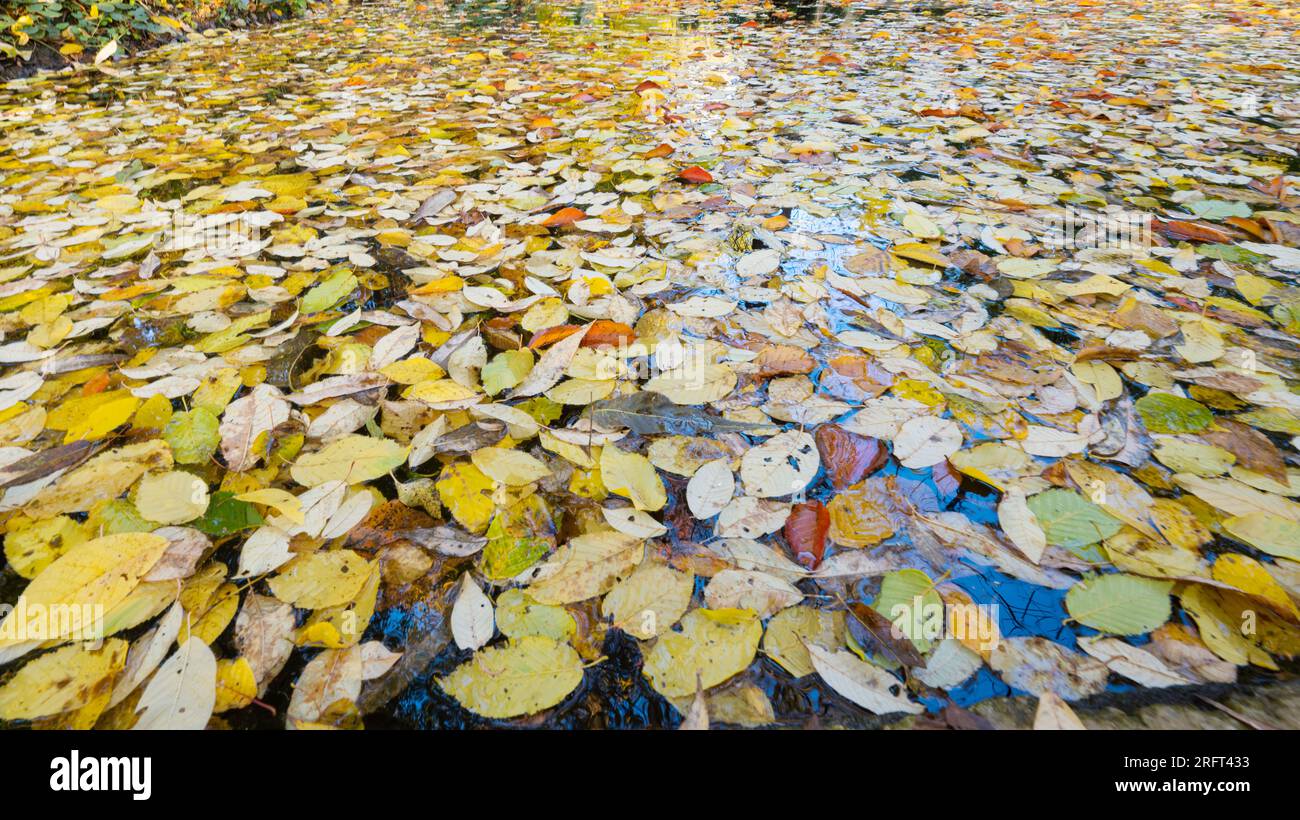 molte foglie autunnali fluttuano sulla superficie dello stagno Foto Stock